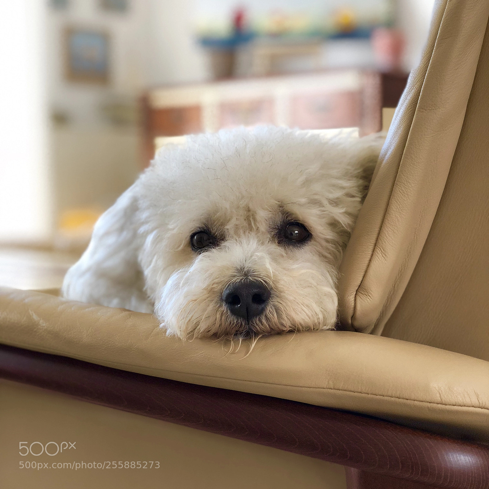Apple iPhone X sample photo. Lulu the dog  photography