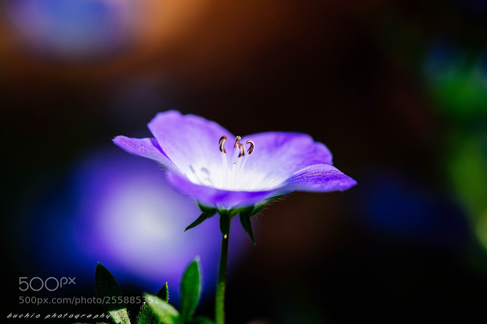 Olympus OM-D E-M1 Mark II sample photo. Nemophila photography