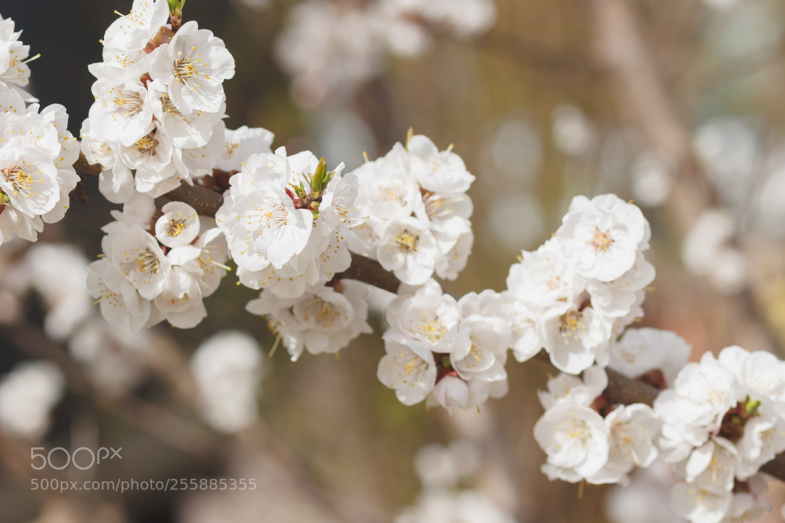 Canon EOS 600D (Rebel EOS T3i / EOS Kiss X5) sample photo. Branch of apple tree photography
