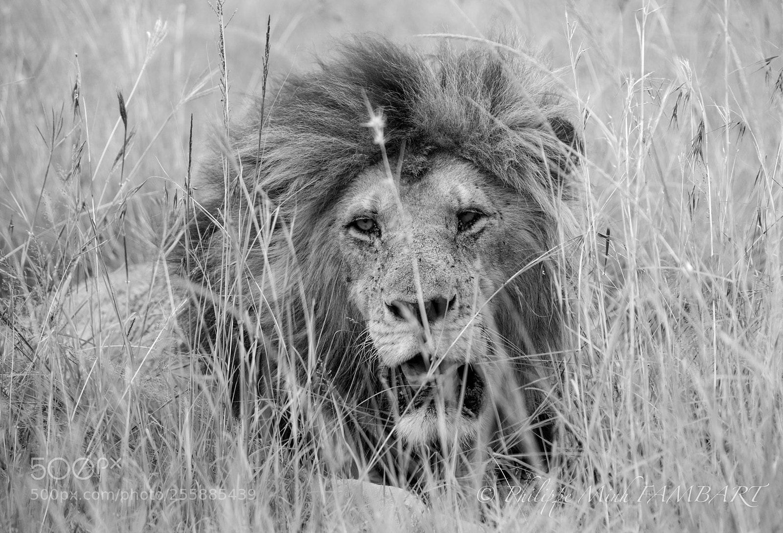 Canon EOS 5D Mark IV sample photo. King lion , masai photography