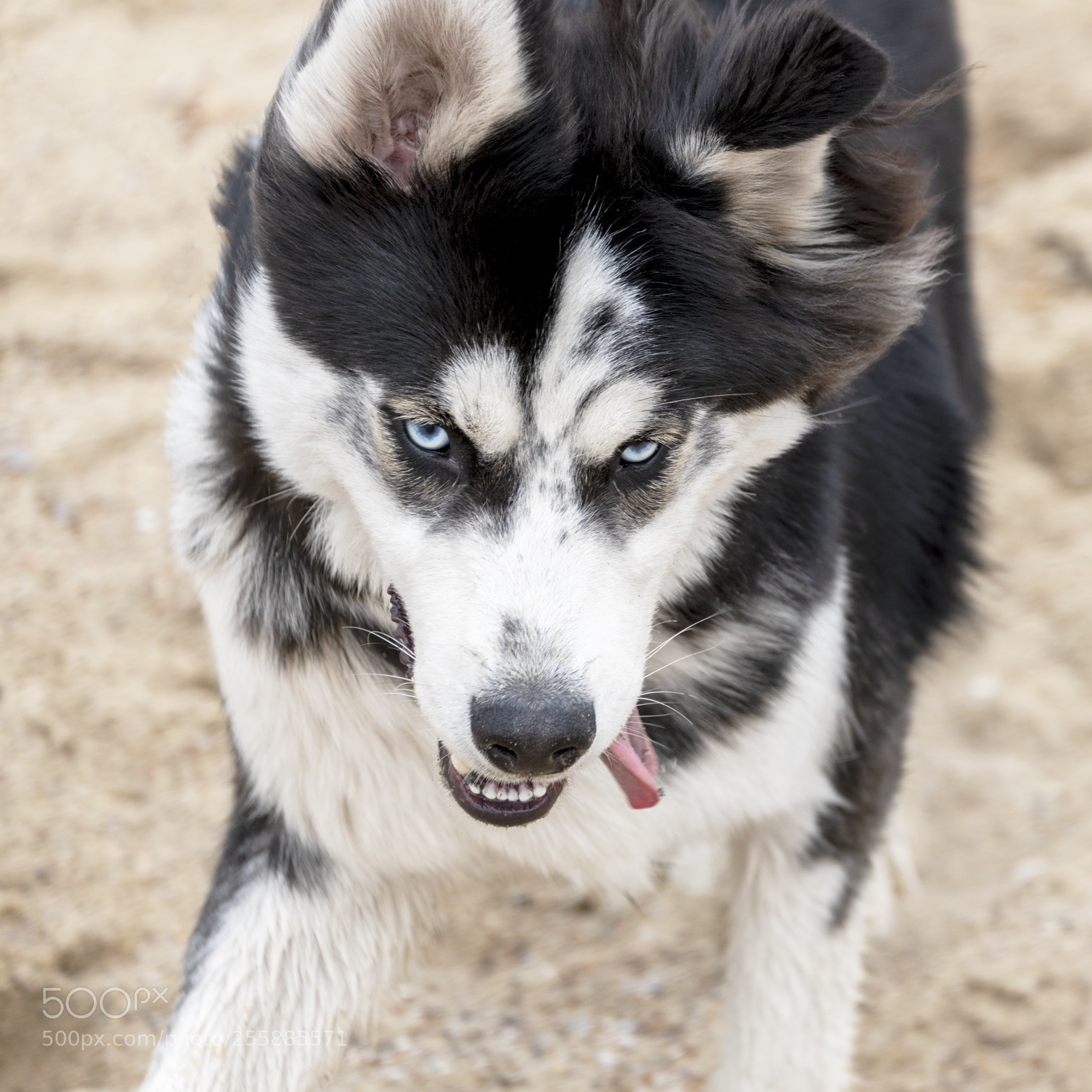 Nikon D850 sample photo. Angry photography
