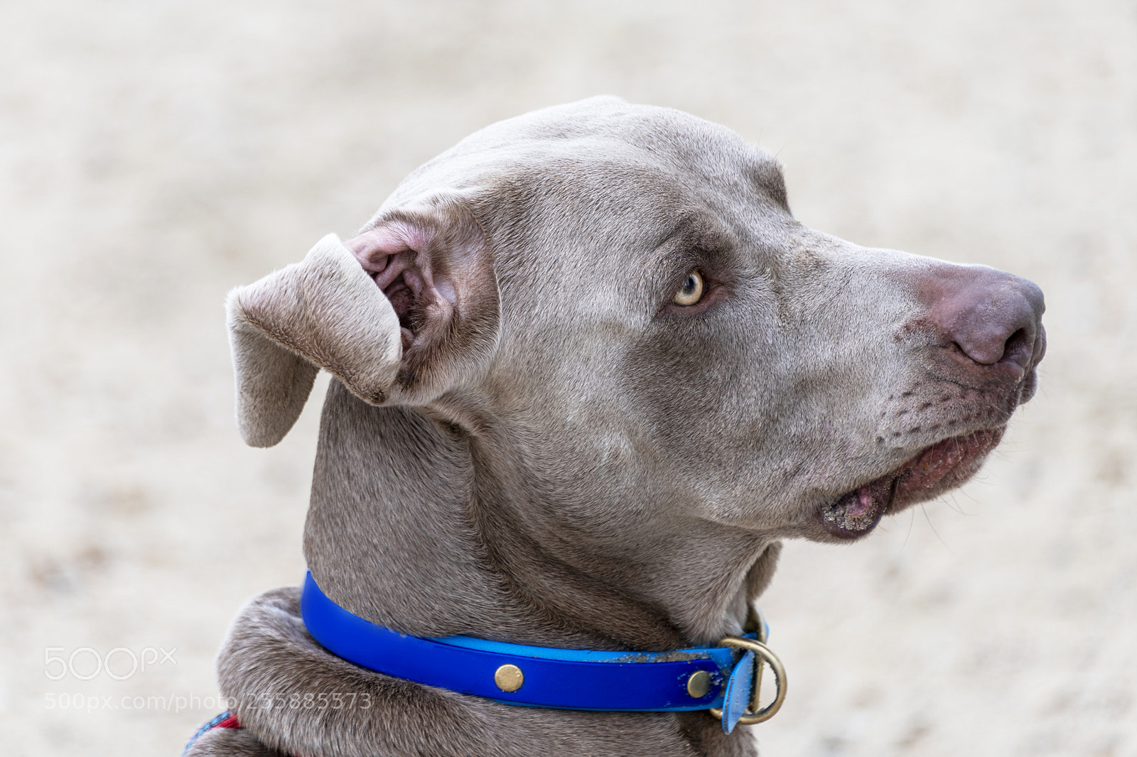 Nikon D850 sample photo. Faithful photography