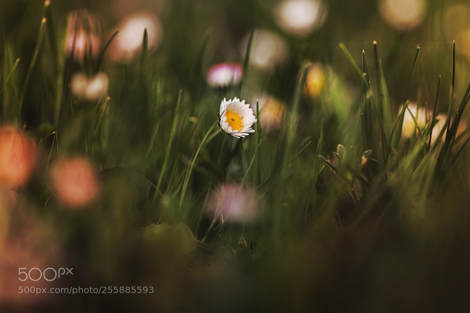 Canon EOS 6D sample photo. Flower photography