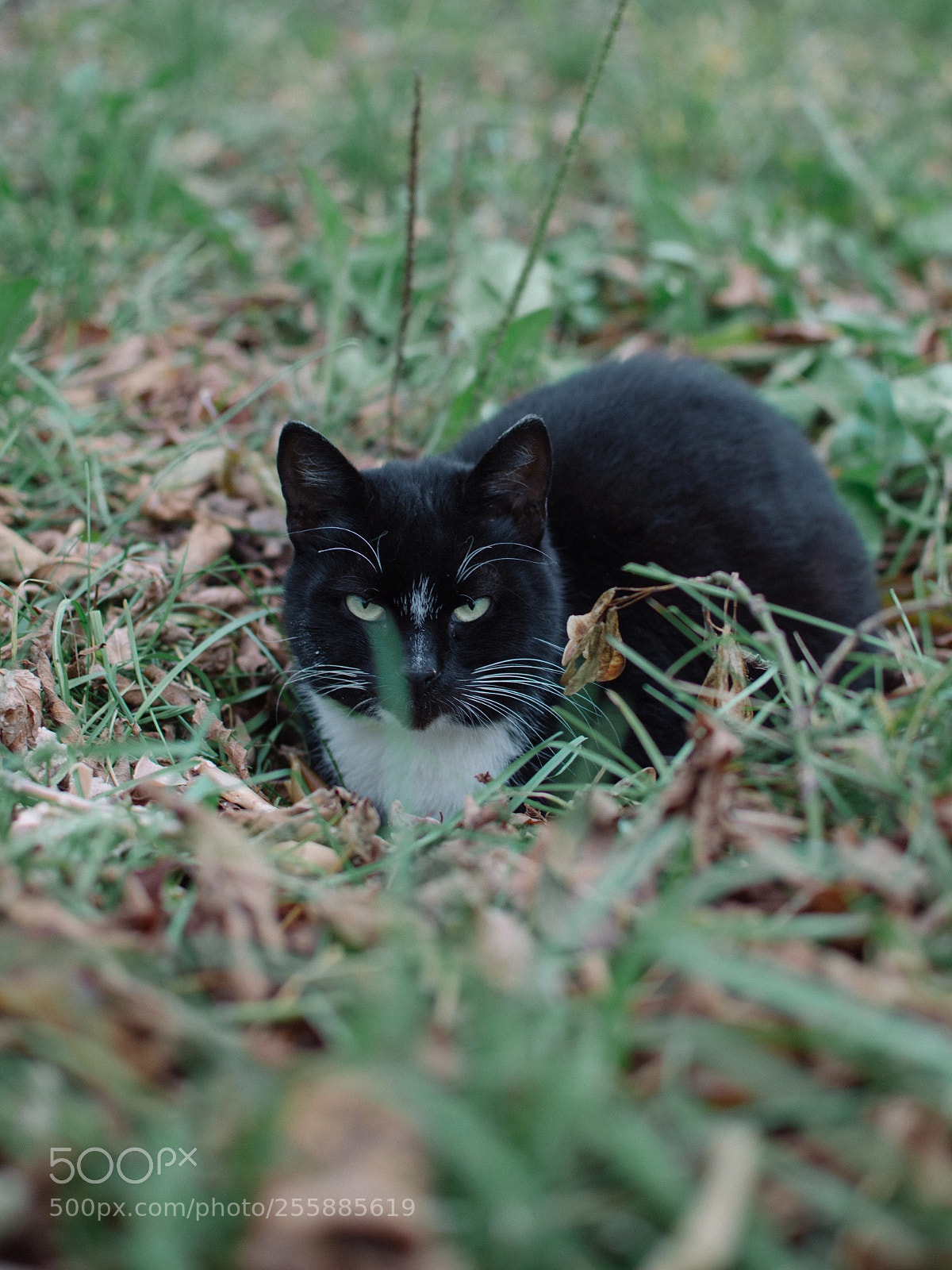 Nikon D3200 sample photo. Cat photography