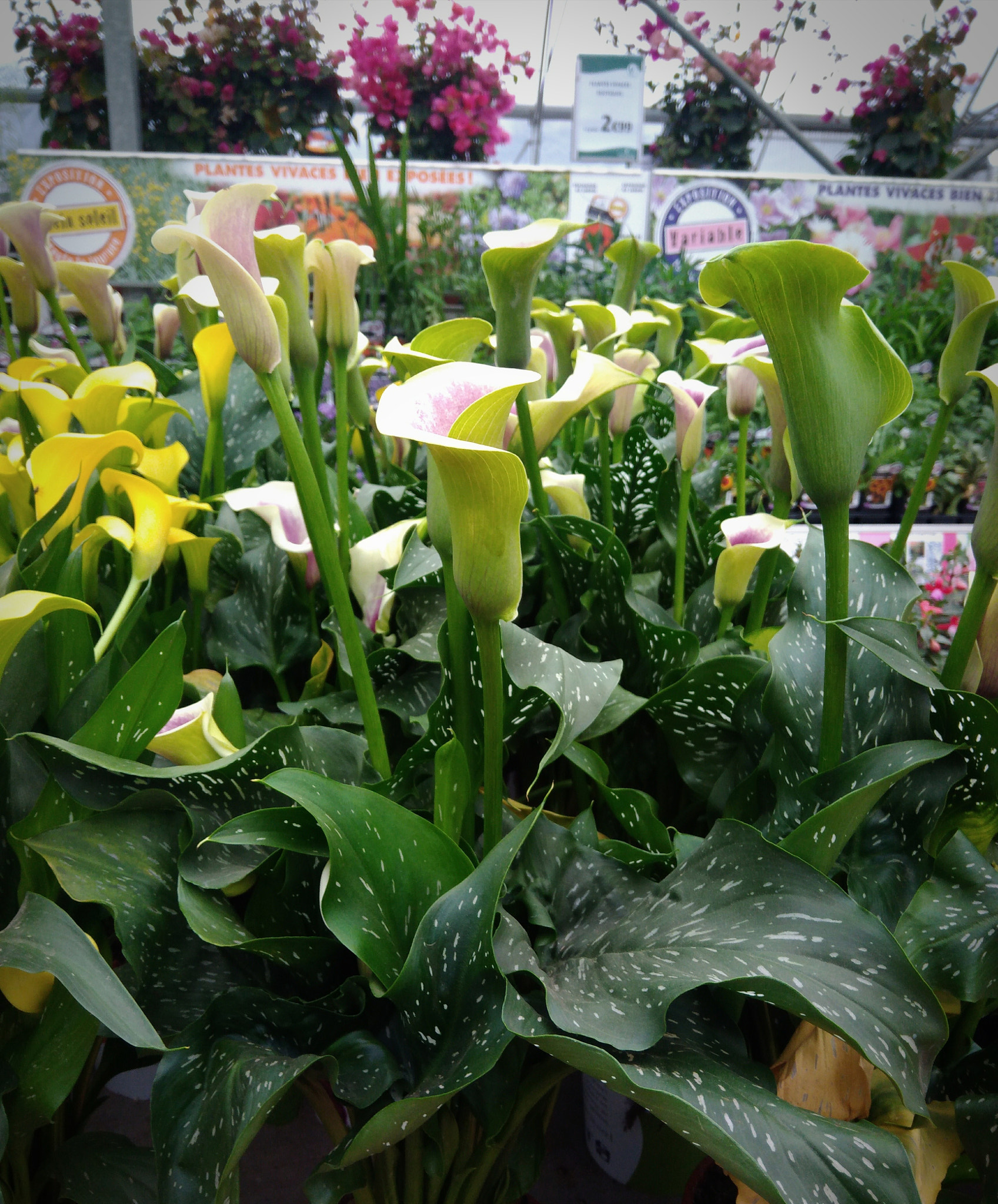 ASUS ZenFone 3 Max (ZC553KL) sample photo. Supermarket flowers photography