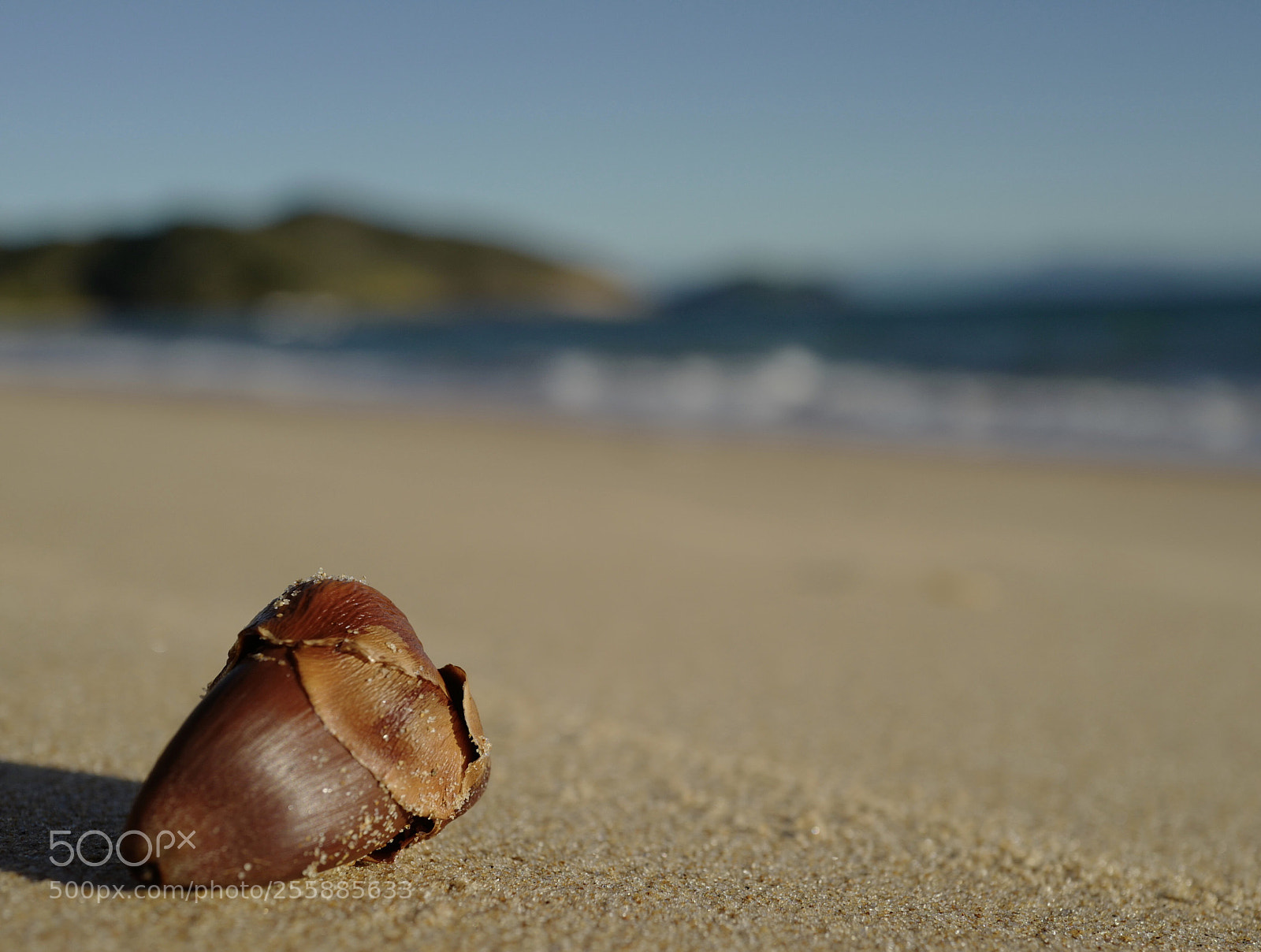 Leica Q (Typ 116) sample photo. Coquinho photography