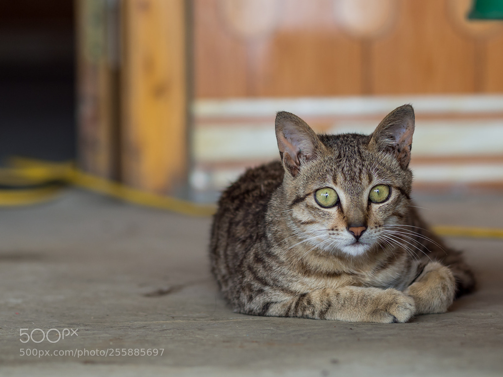 Olympus OM-D E-M10 II sample photo. A cat on the photography