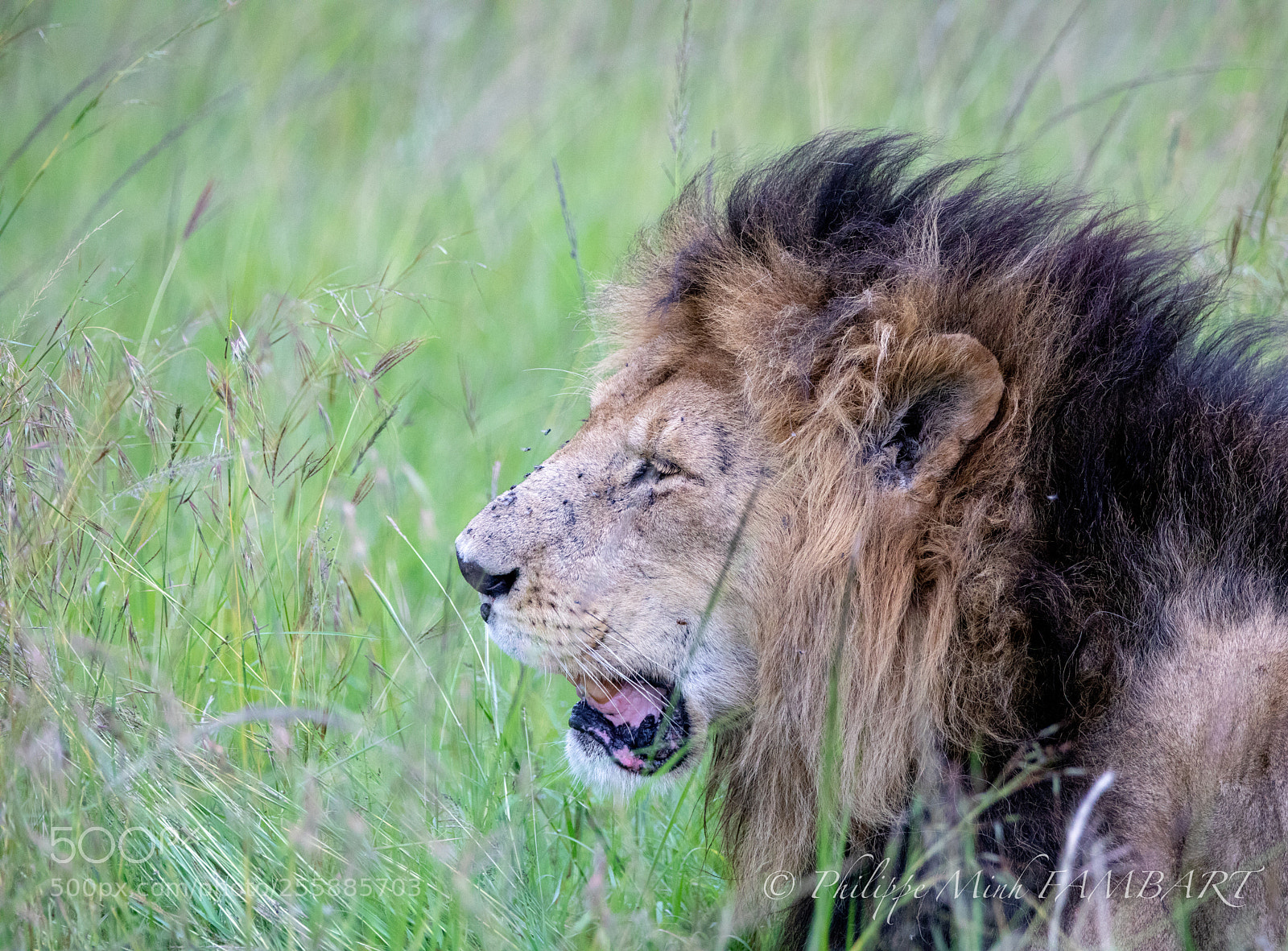 Canon EOS 5D Mark IV sample photo. King lion , masai photography