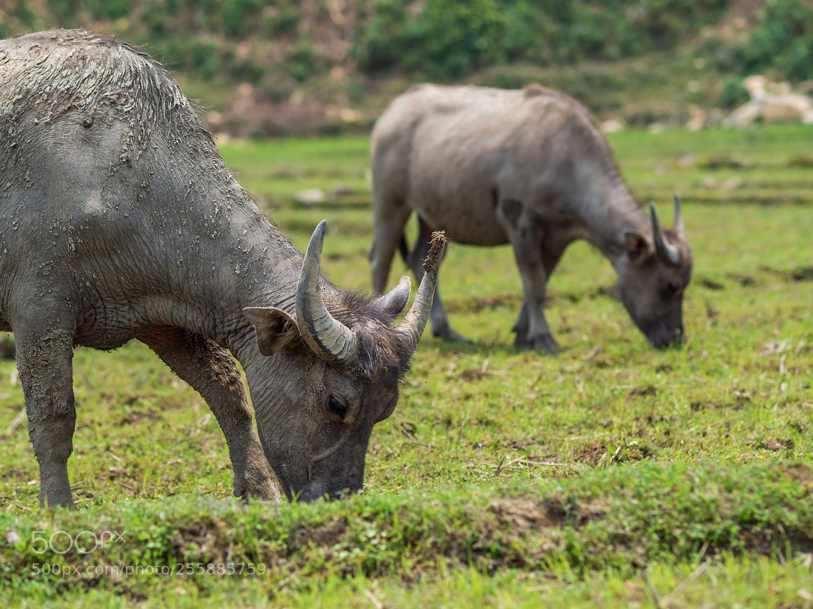 Olympus OM-D E-M10 II sample photo. Water buffalo in sapa photography
