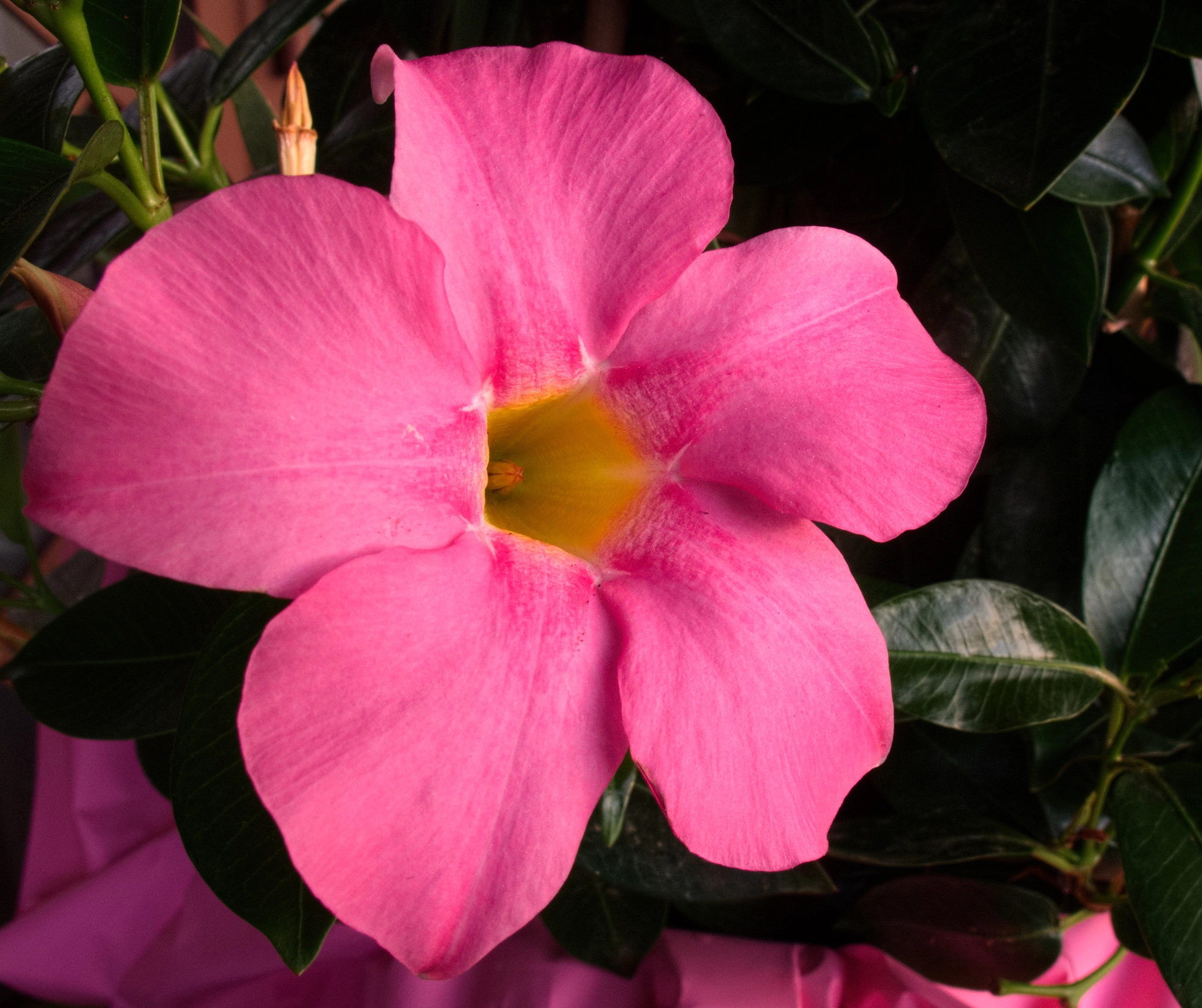 Canon PowerShot G10 sample photo. ...pink beauty photography