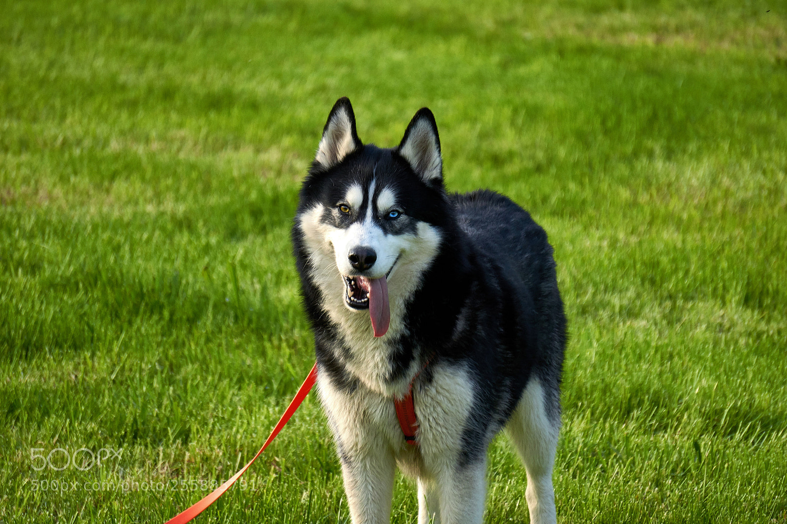 Sony a6000 sample photo. Husky photography