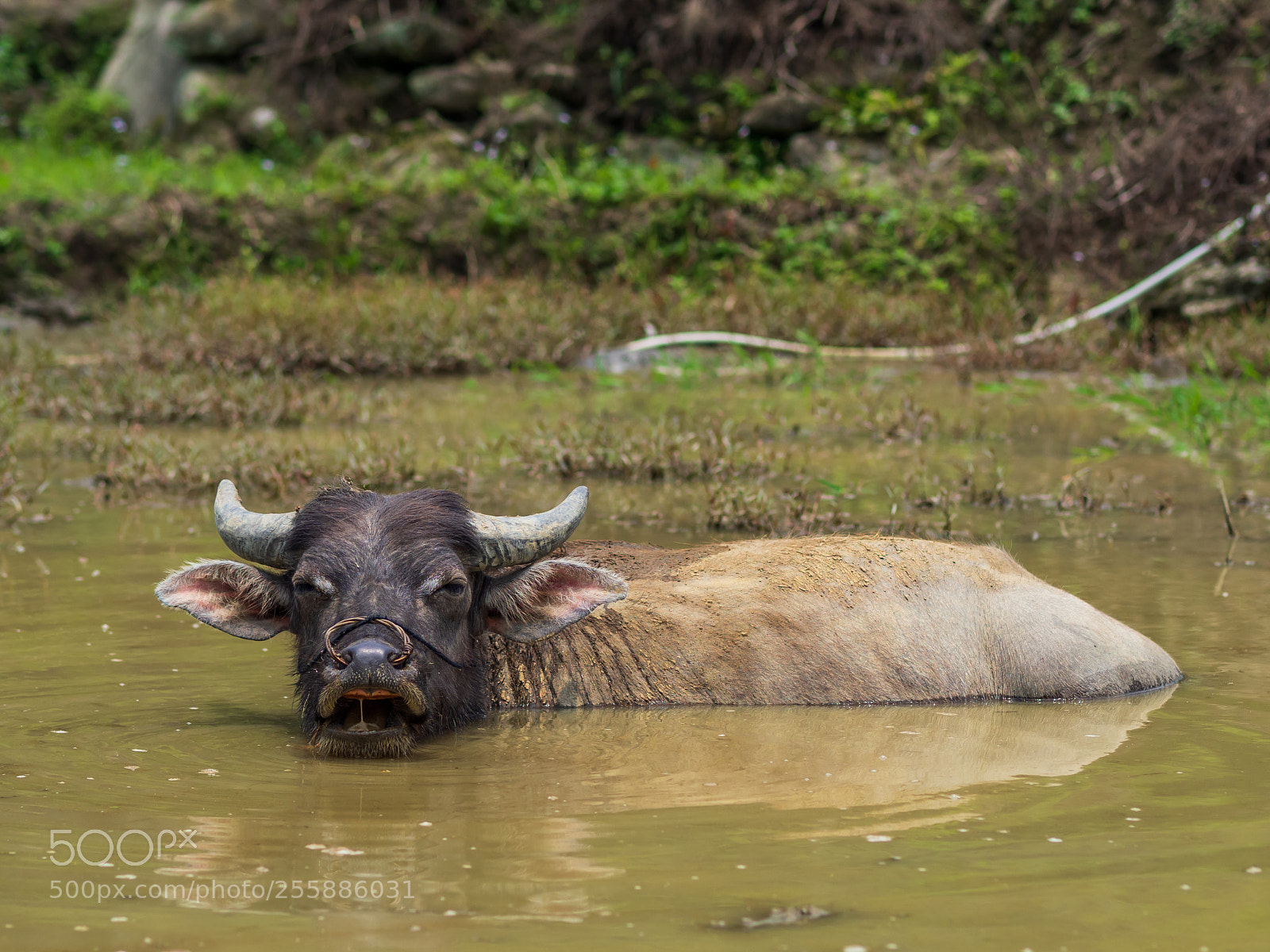 Olympus OM-D E-M10 II sample photo. Water buffalo in sapa photography