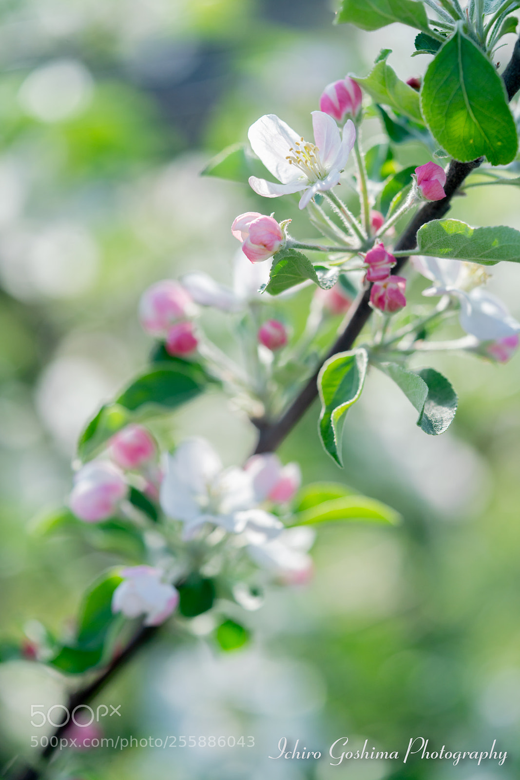Sony a7R III sample photo. Apple flowers photography