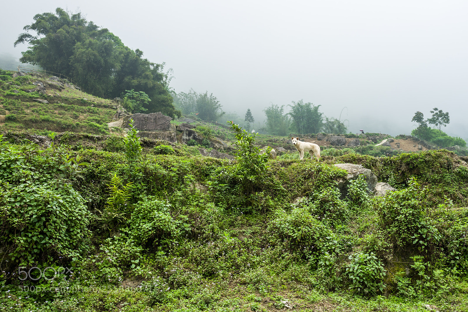 Leica Q (Typ 116) sample photo. A dog in sapa photography