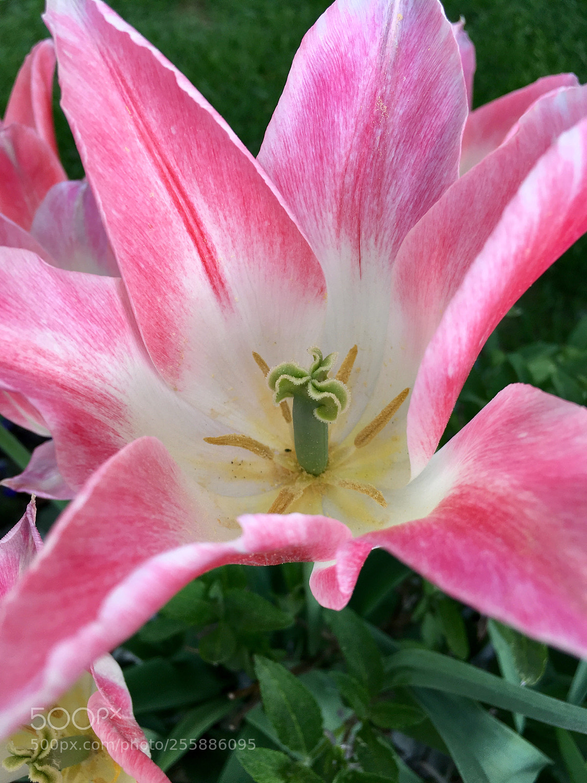 Apple iPhone SE sample photo. Flower in rose photography