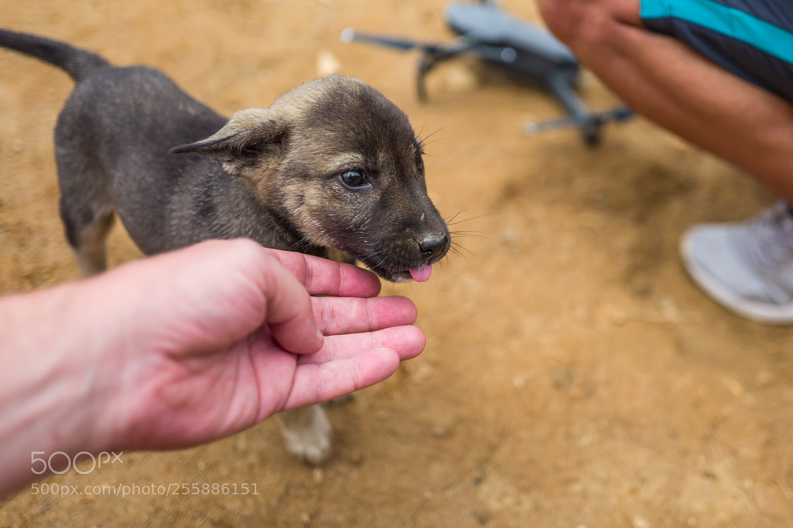 Leica Q (Typ 116) sample photo. A dog in sapa photography