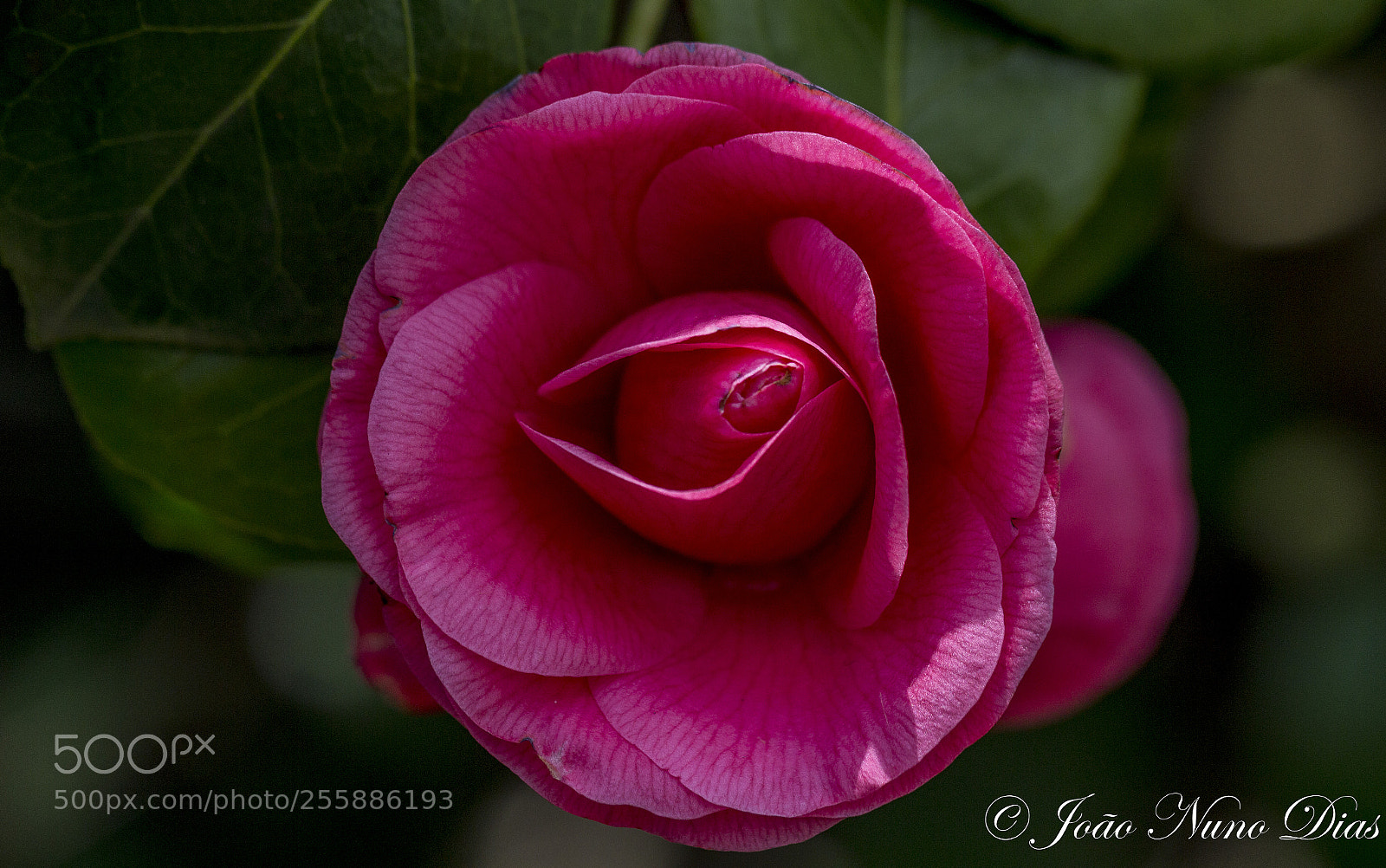 Canon EOS 60D sample photo. Red rose photography