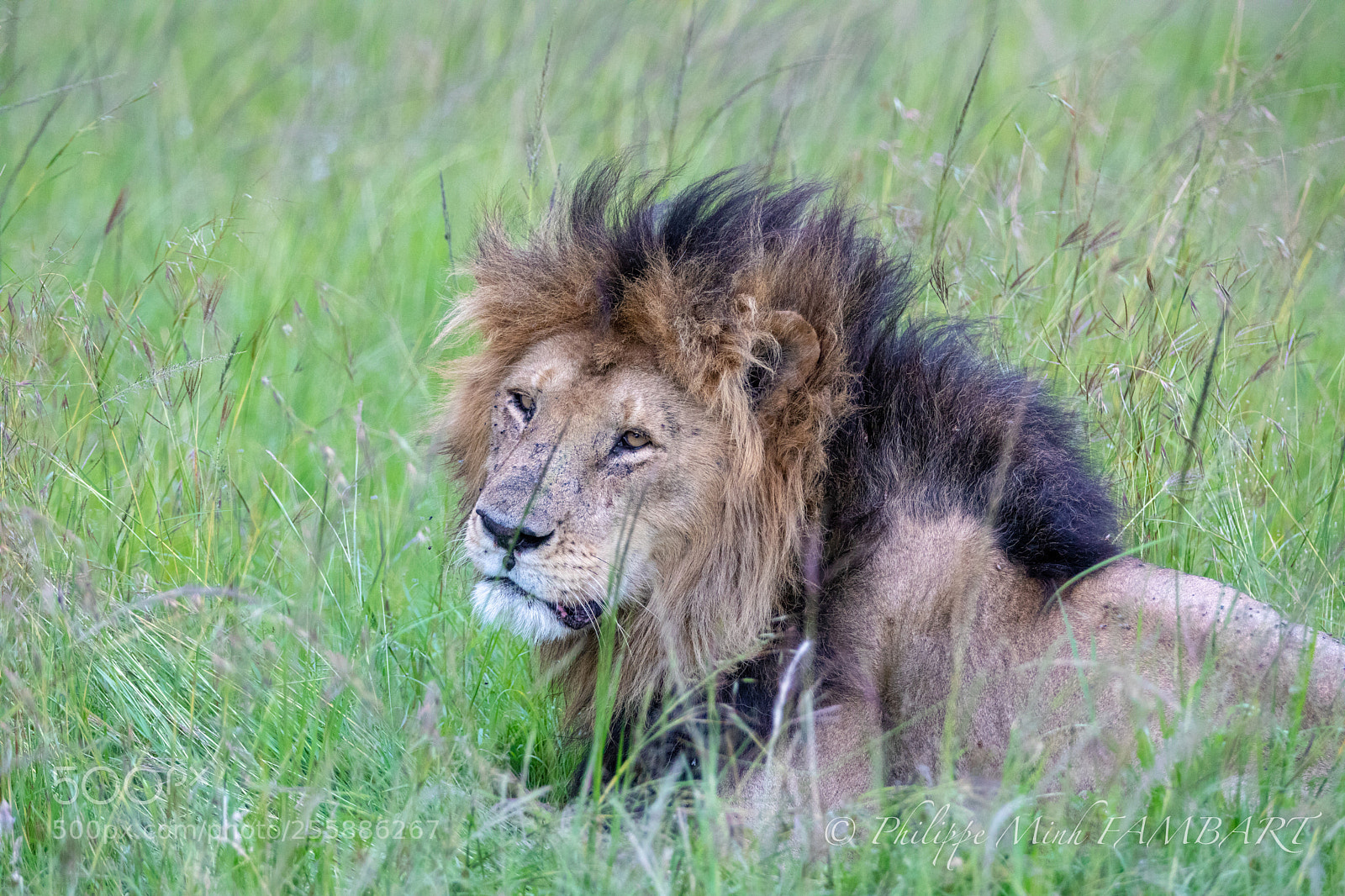 Canon EOS 5D Mark IV sample photo. King lion , masai photography