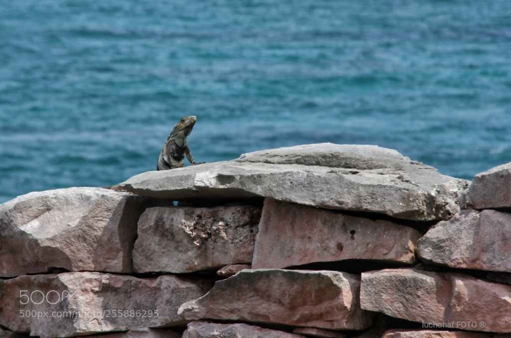 Canon EOS 60D sample photo. Pequeño photography