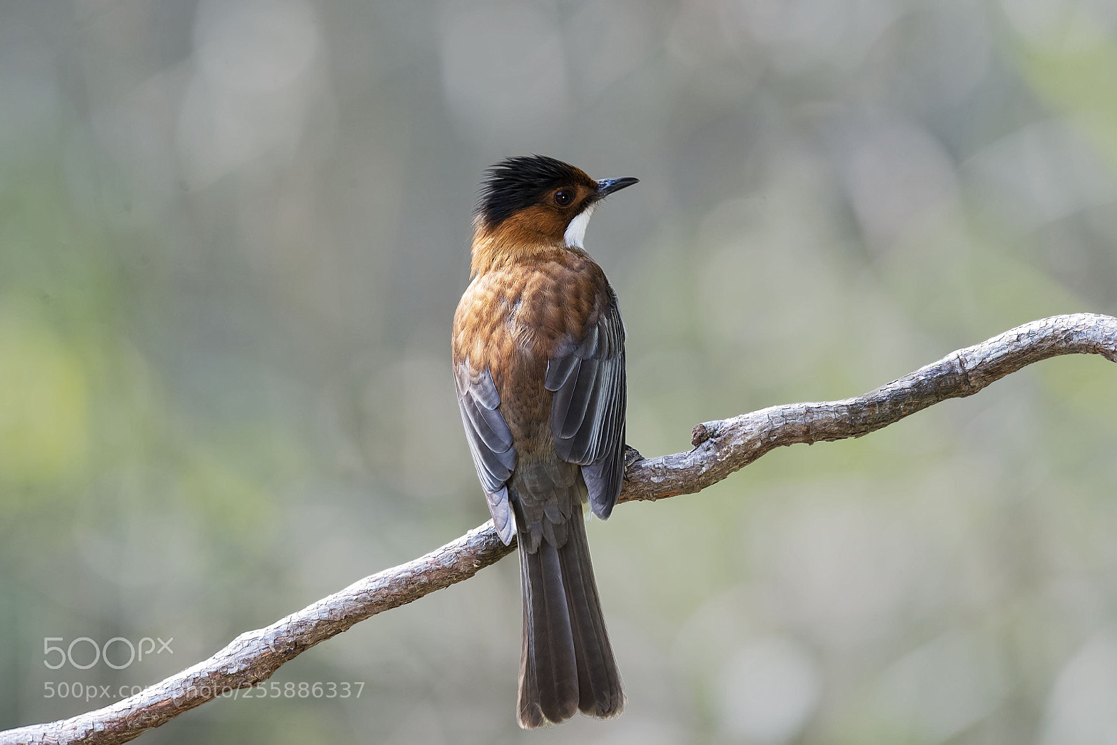 Nikon D4 sample photo. Chestnut bulbul photography