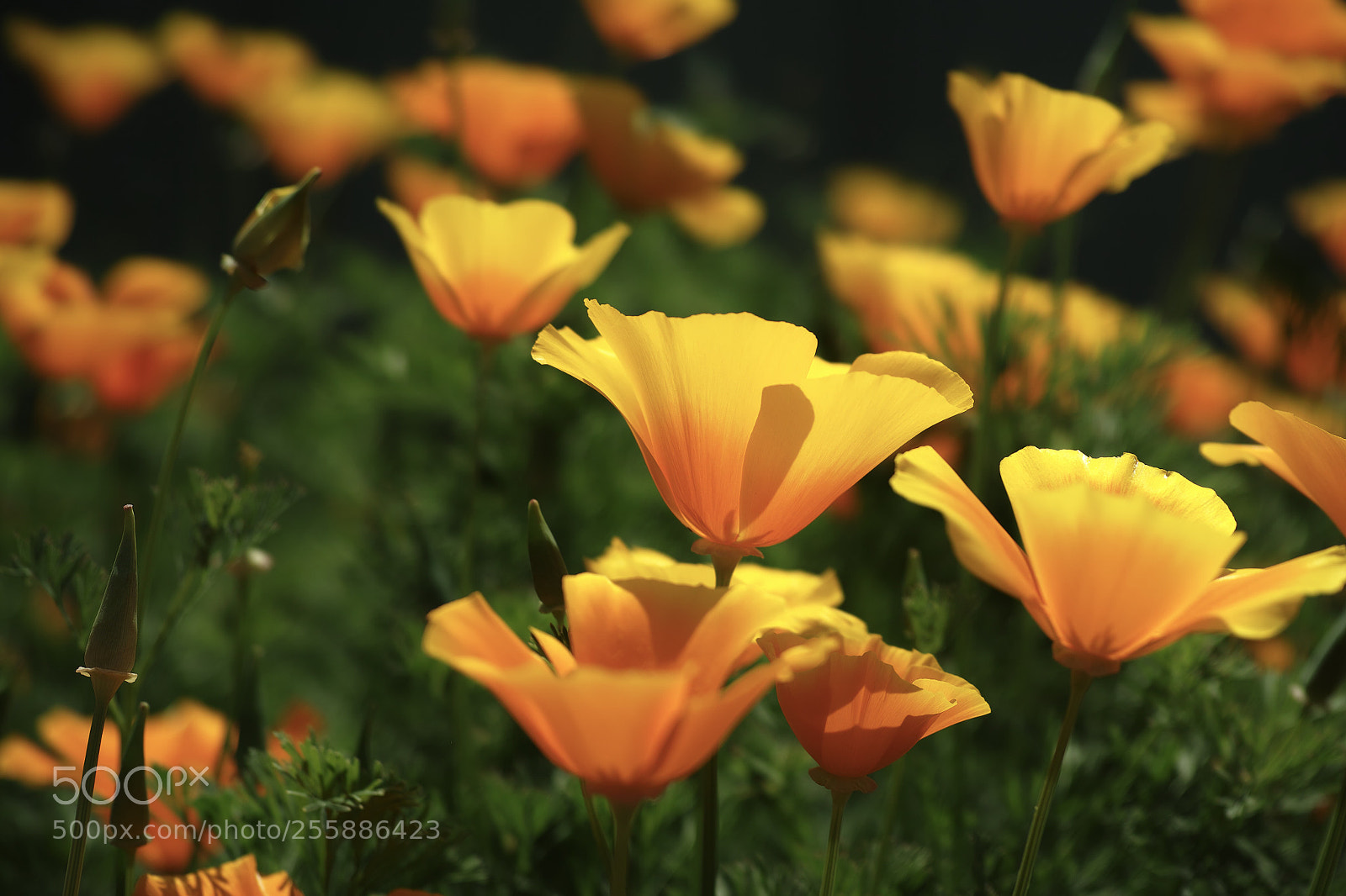 Sigma DP3 Merrill sample photo. Poppies  photography