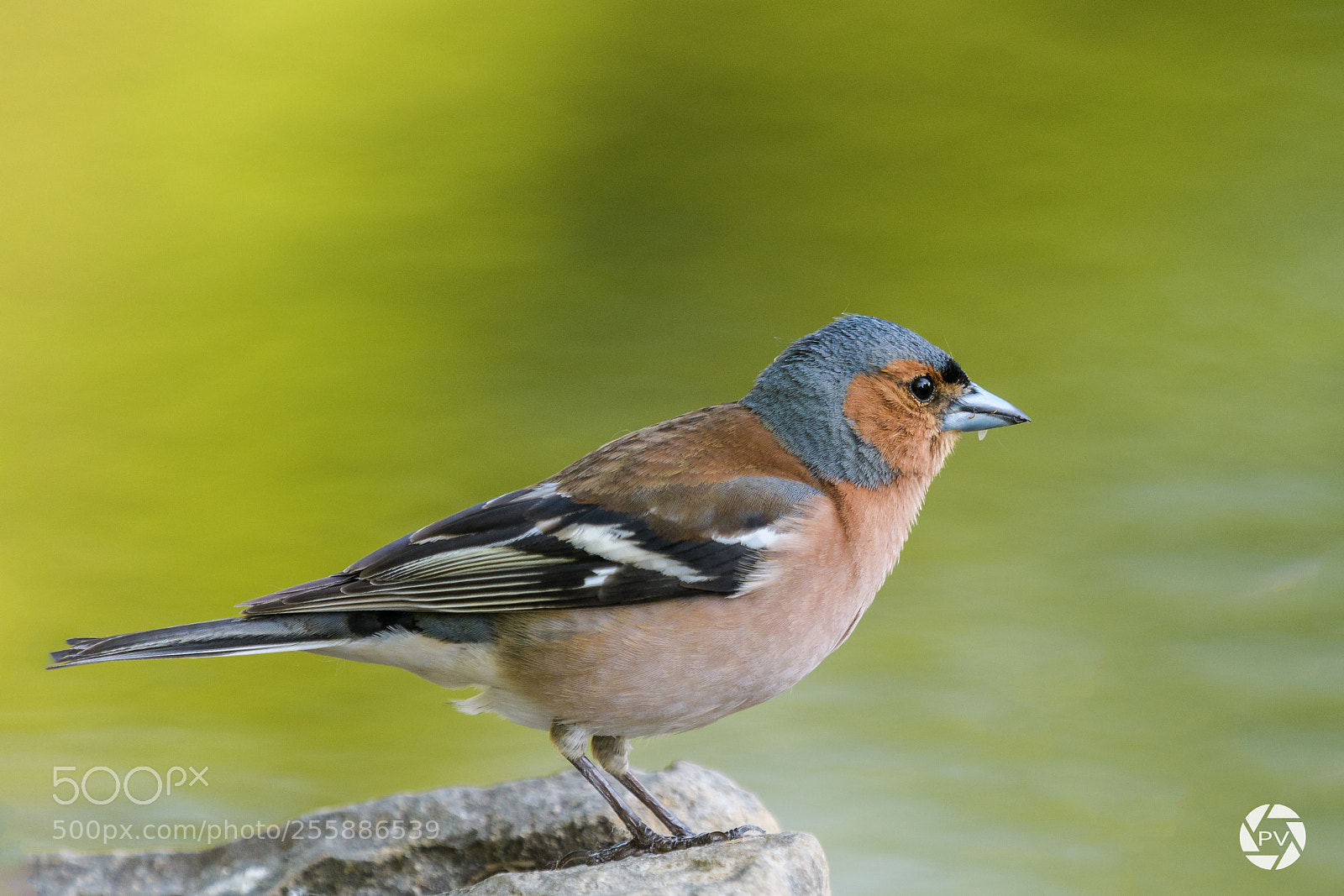 Nikon D500 sample photo. Fringilla coelebs photography