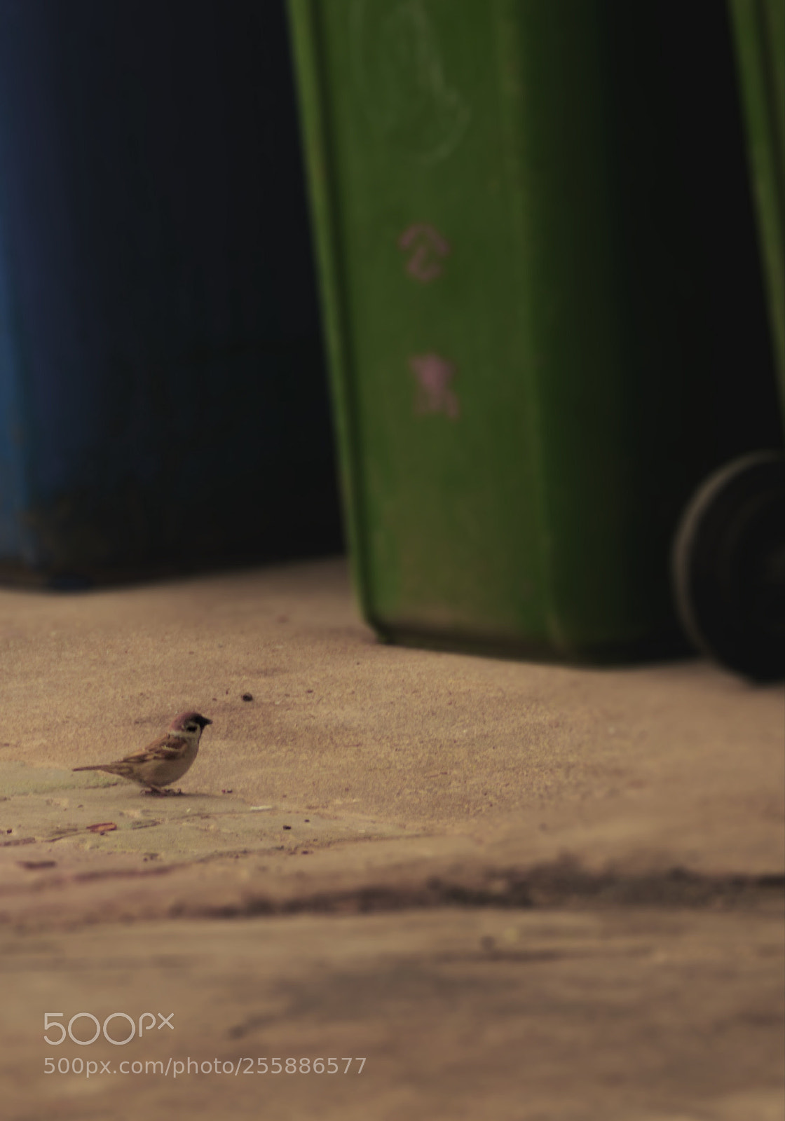 Canon EOS 750D (EOS Rebel T6i / EOS Kiss X8i) sample photo. ～～ photography