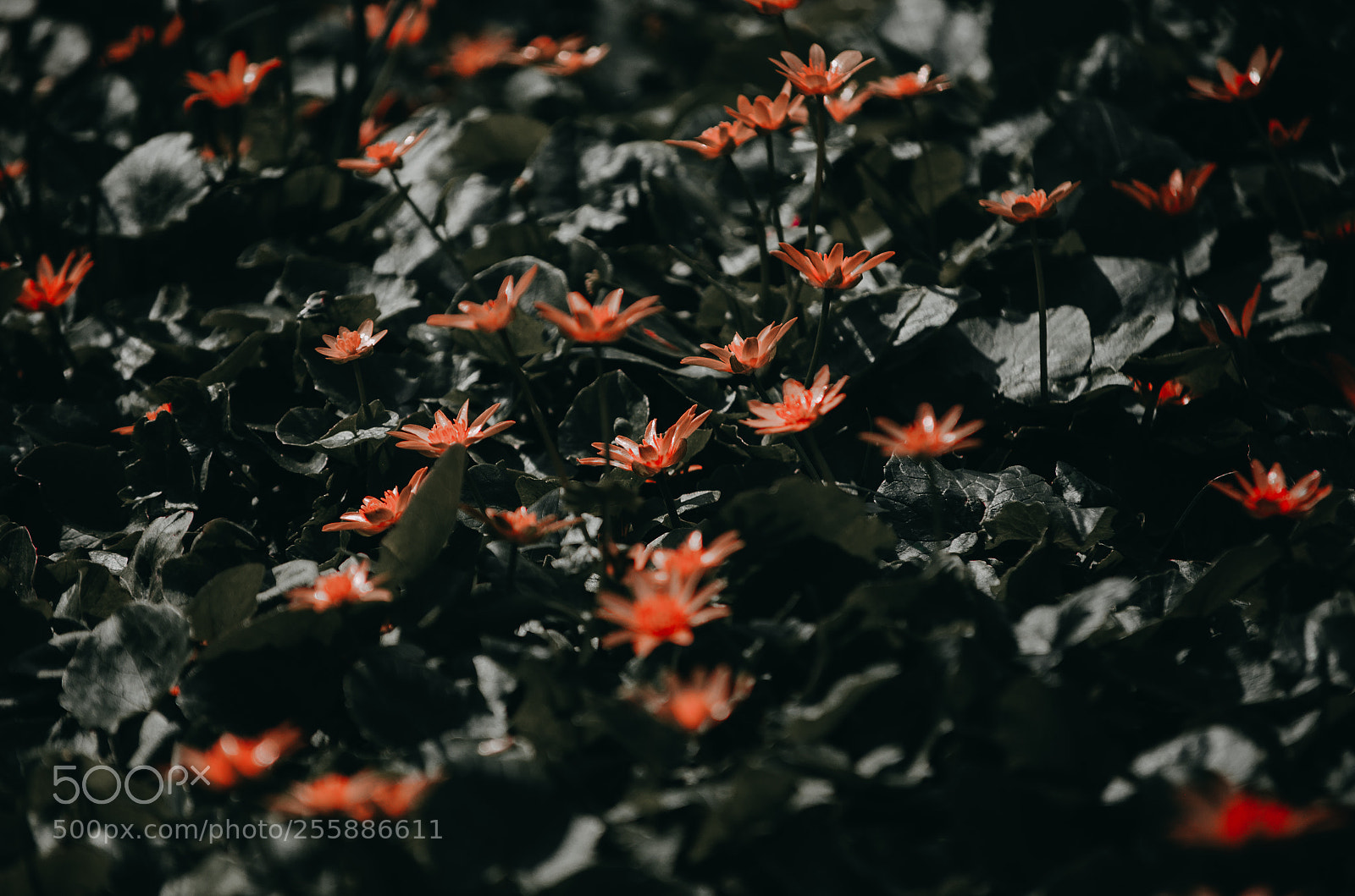 Nikon D5100 sample photo. Orange flowers photography