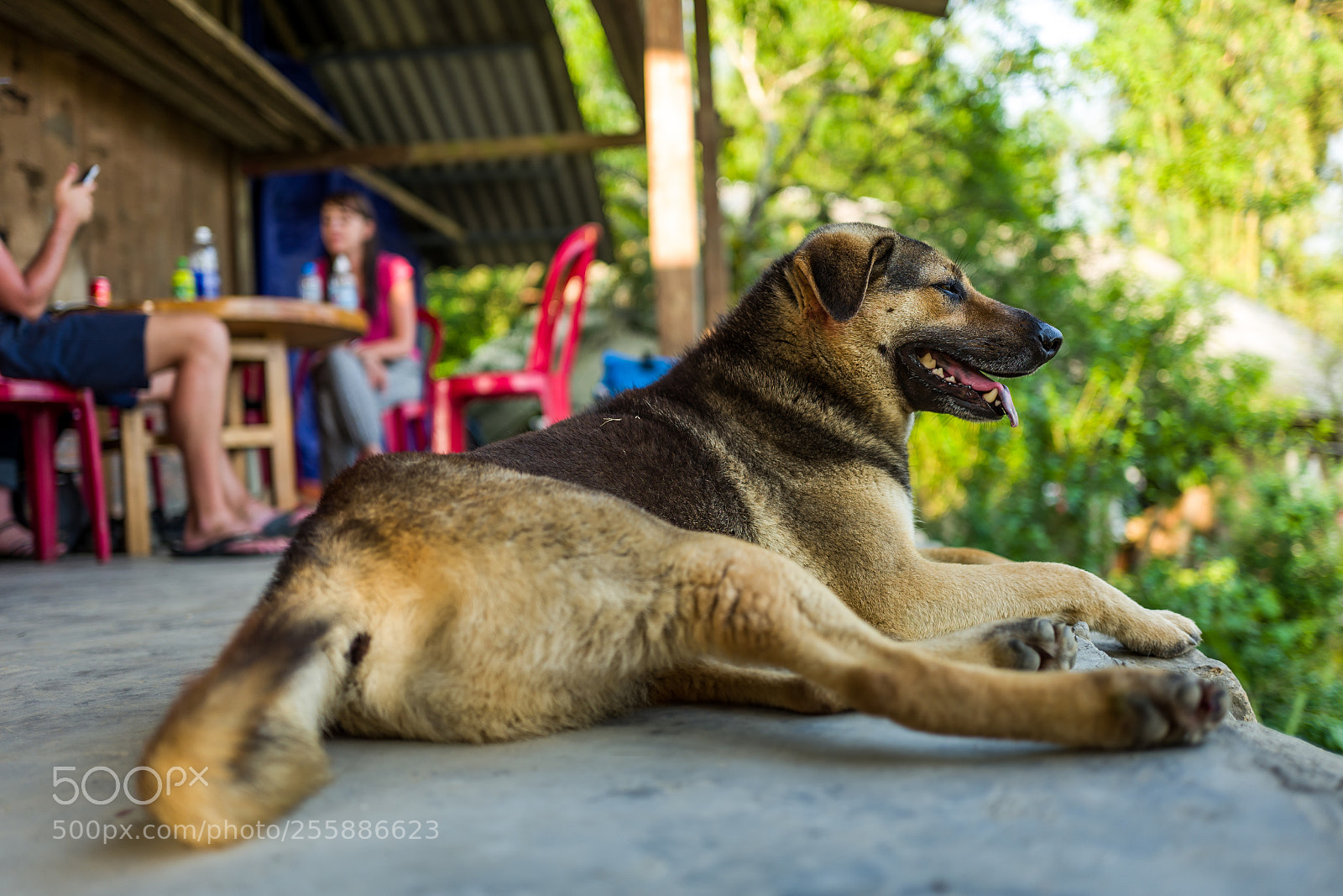 Leica Q (Typ 116) sample photo. A dog in sapa photography