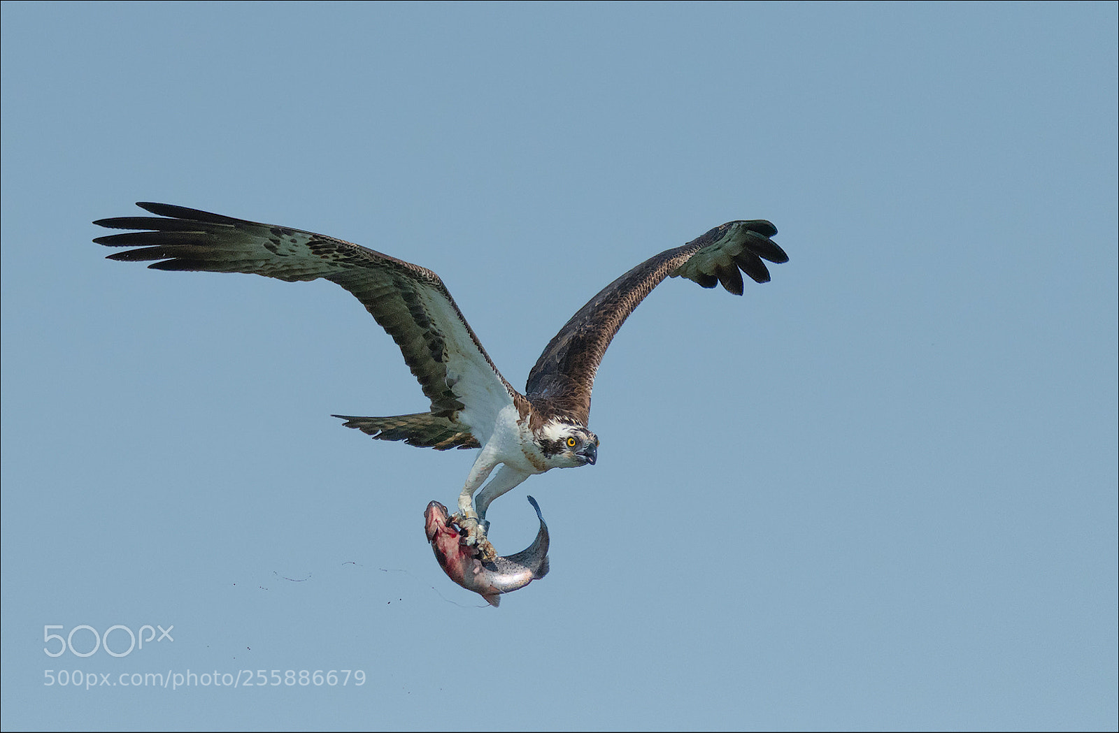 Nikon D850 sample photo. Mission fishing! photography