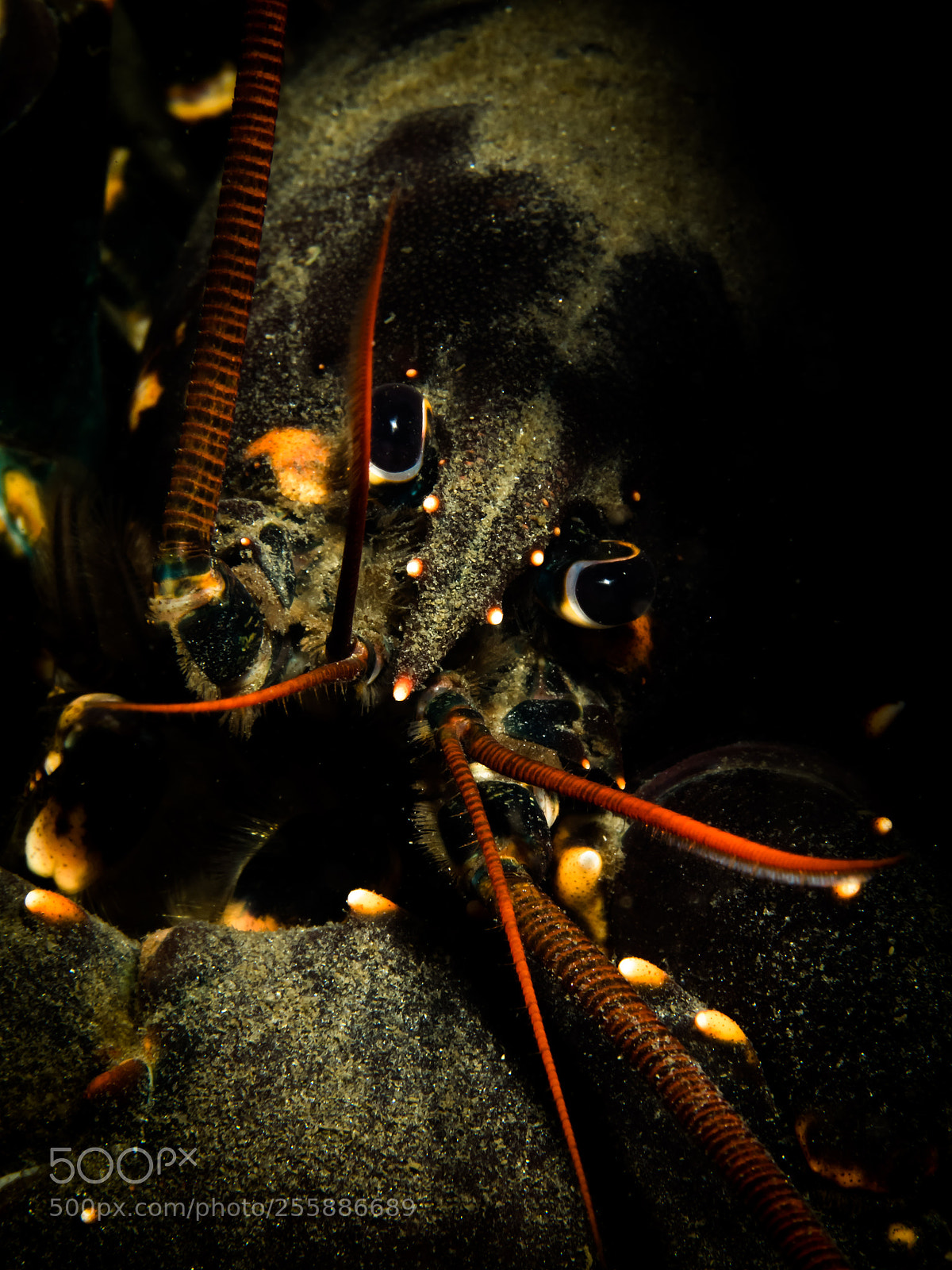 Olympus OM-D E-M1 sample photo. Lobster photography