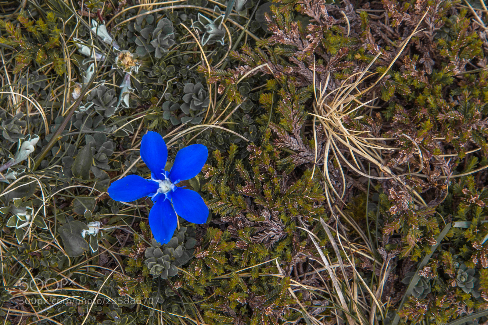 Canon EOS 6D sample photo. Blue photography