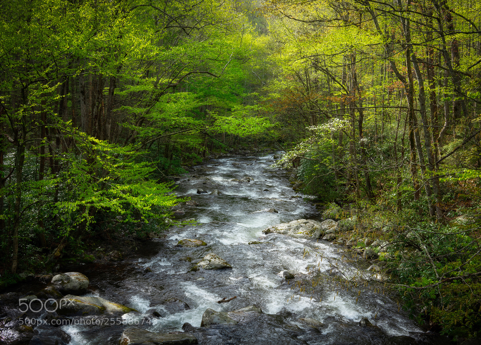 Sony a7R III sample photo. Mountain stream, late april photography