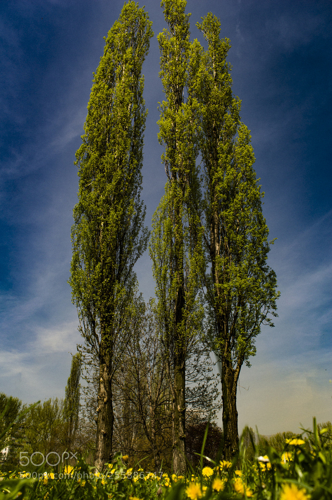Nikon D3200 sample photo. Tre tree photography