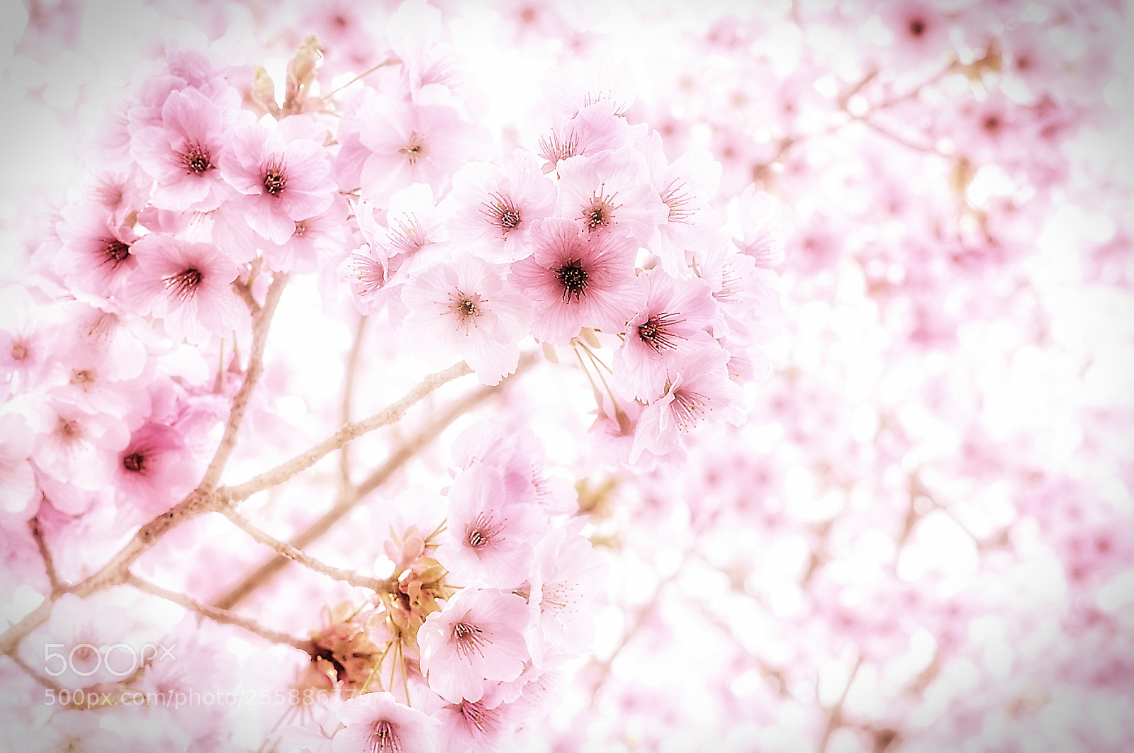 Fujifilm X-T1 sample photo. Untitled photography
