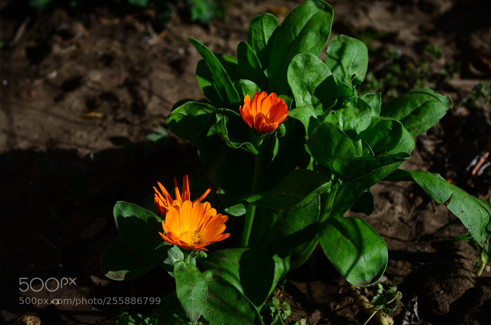 Nikon D5100 sample photo. Tiny flower photography