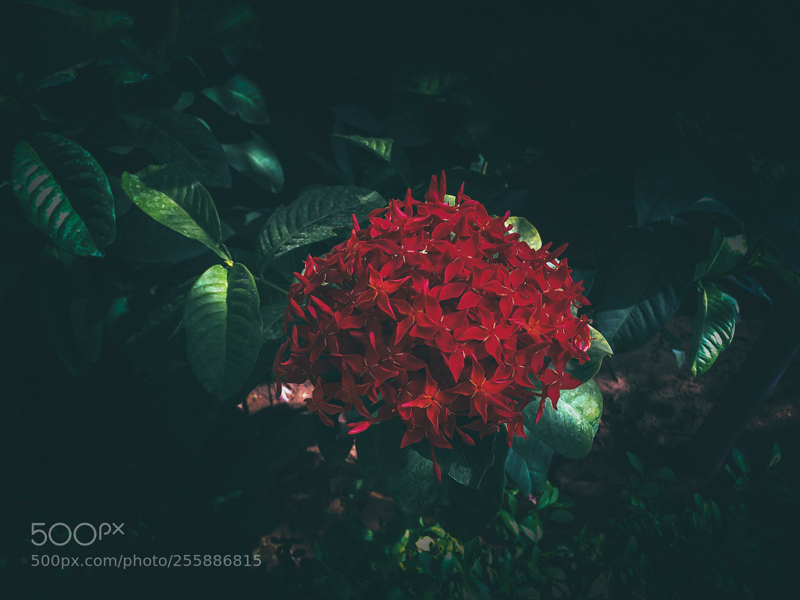 Apple iPhone SE sample photo. The red blossom photography