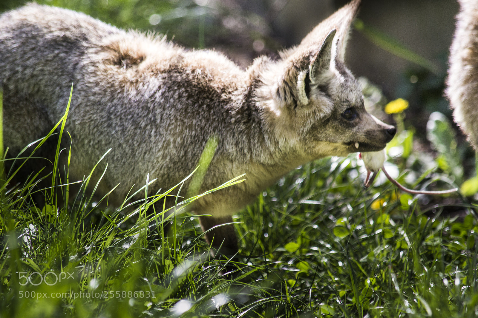 Nikon D3100 sample photo. Fox (otocyon megalotis) photography