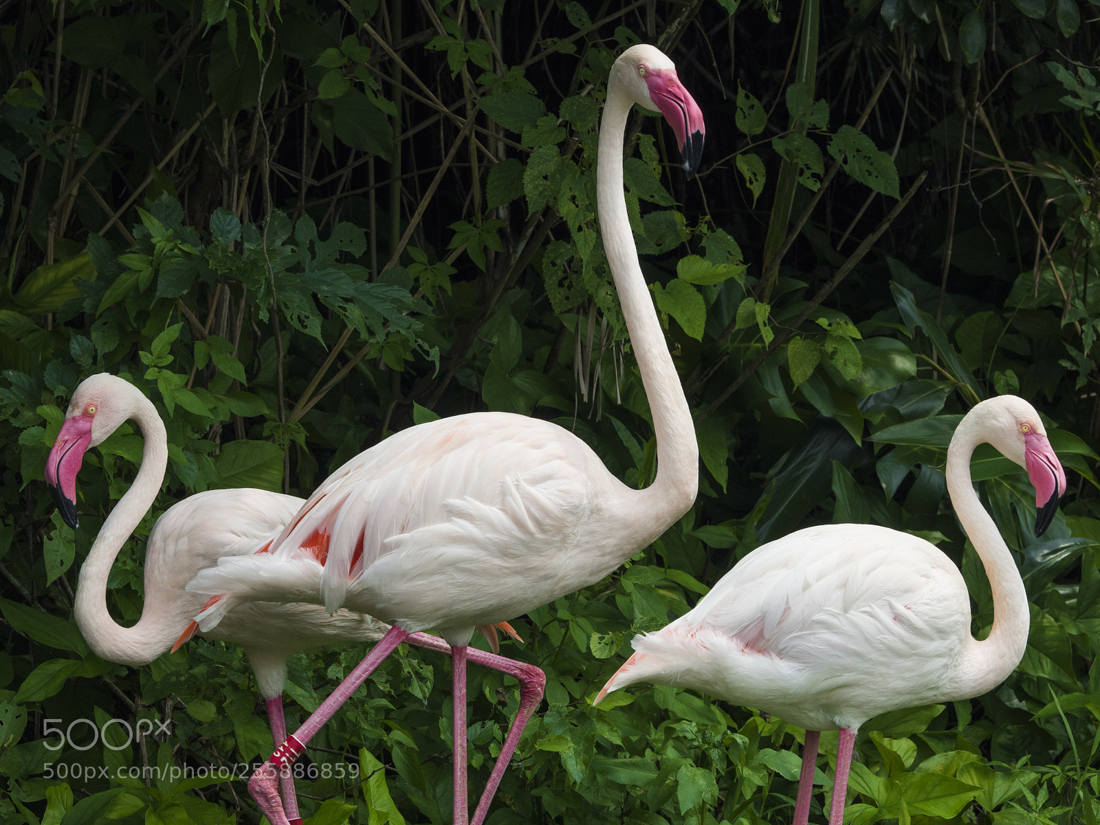 Olympus OM-D E-M5 II sample photo. Flamingo photography