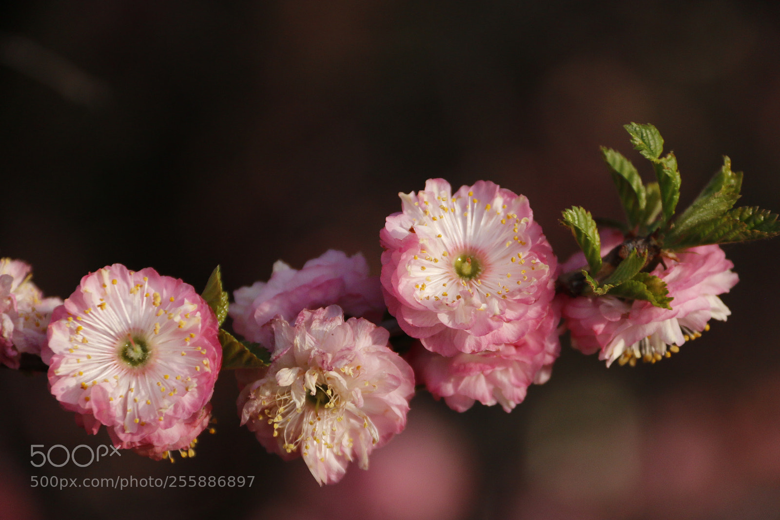Canon EF-S 18-200mm F3.5-5.6 IS sample photo. The plum blossom is photography