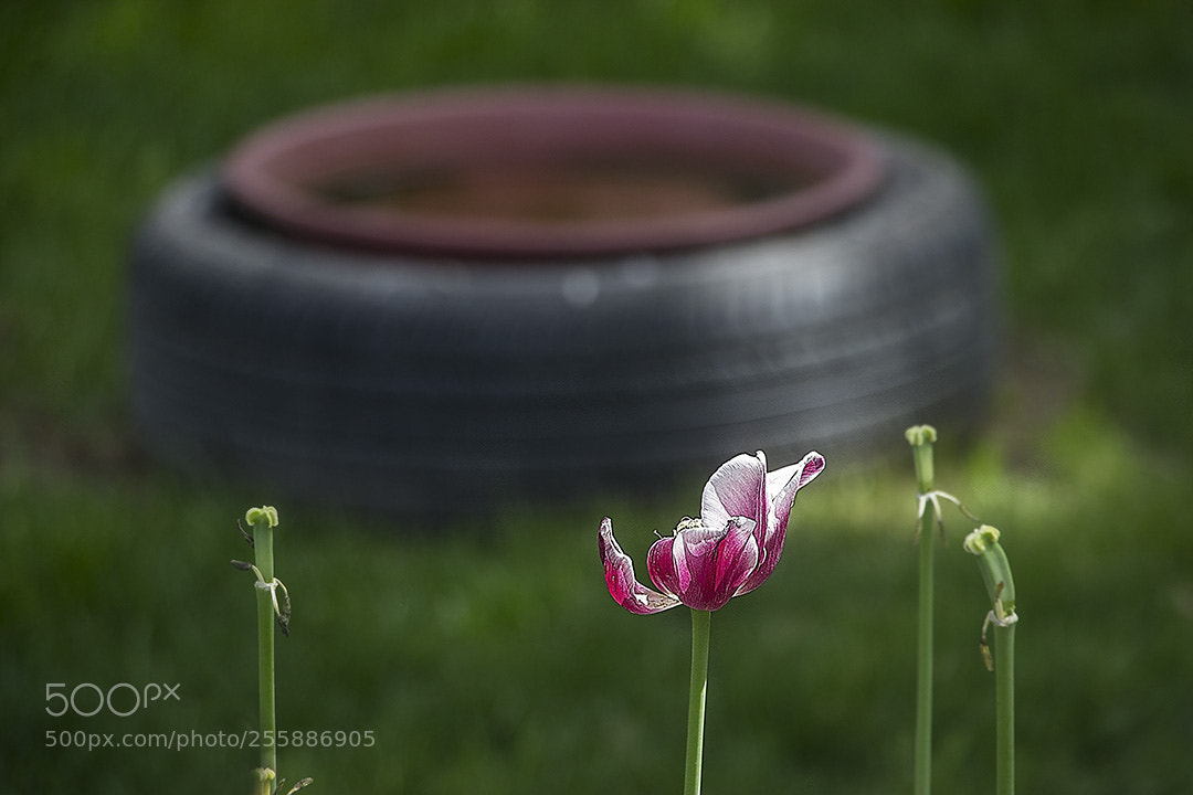 Canon EOS 600D (Rebel EOS T3i / EOS Kiss X5) sample photo. ... photography