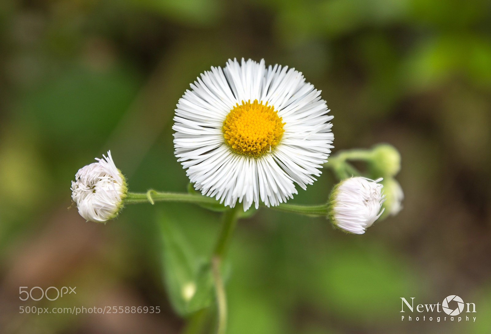 Nikon D7200 sample photo. Flowers photography