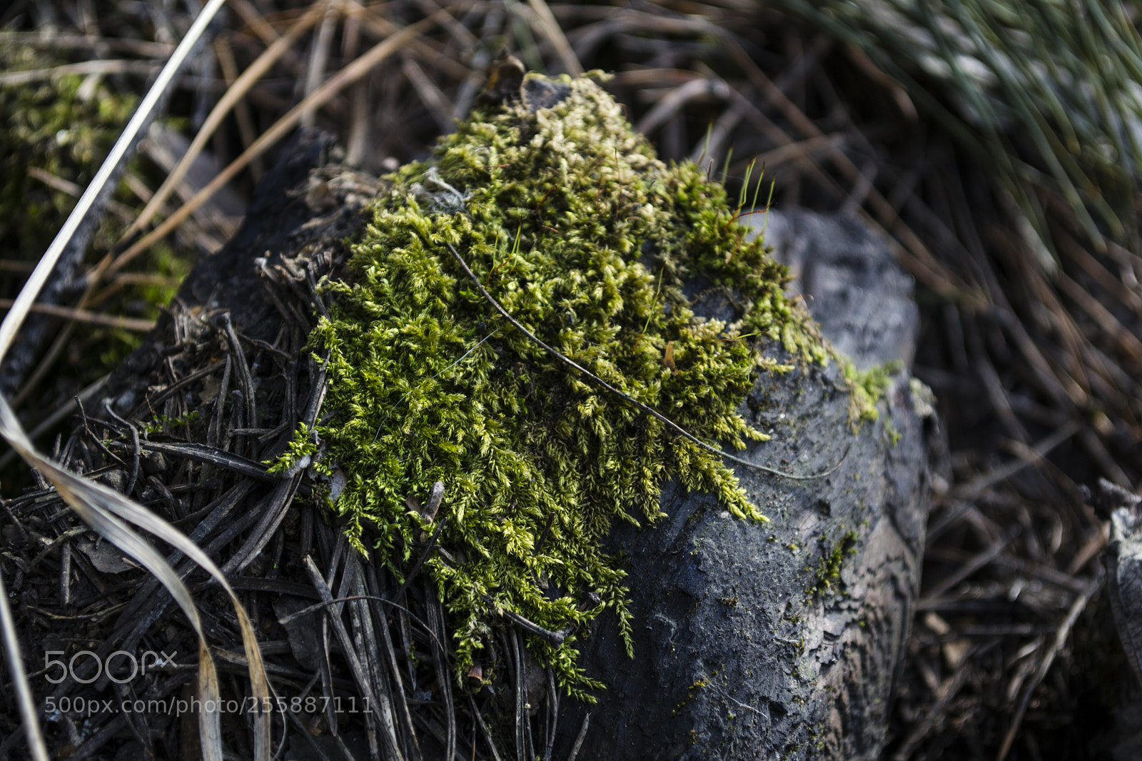 Nikon D3100 sample photo. Bryophyta photography