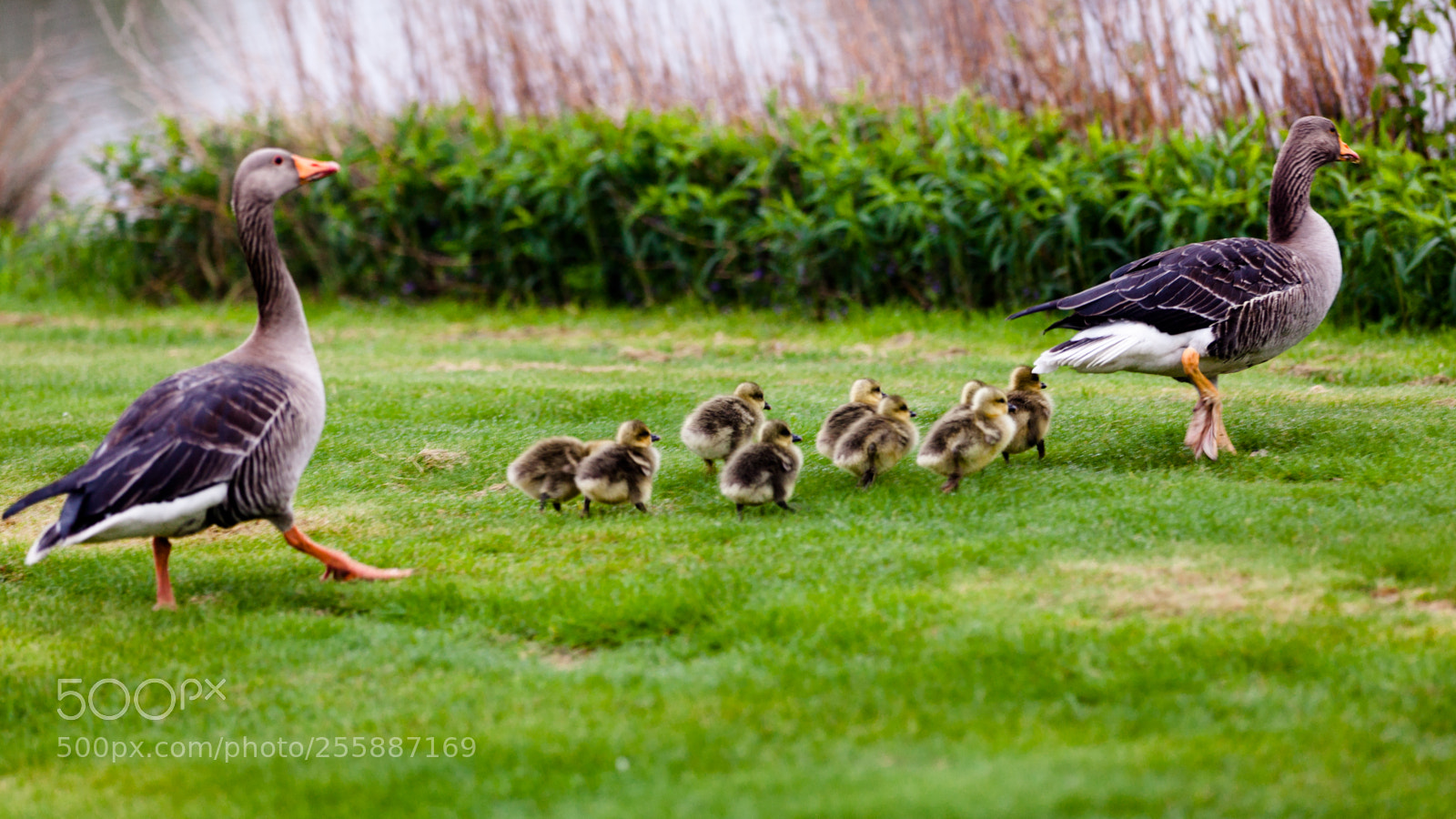 Canon EOS 5D Mark II sample photo. Ducks photography