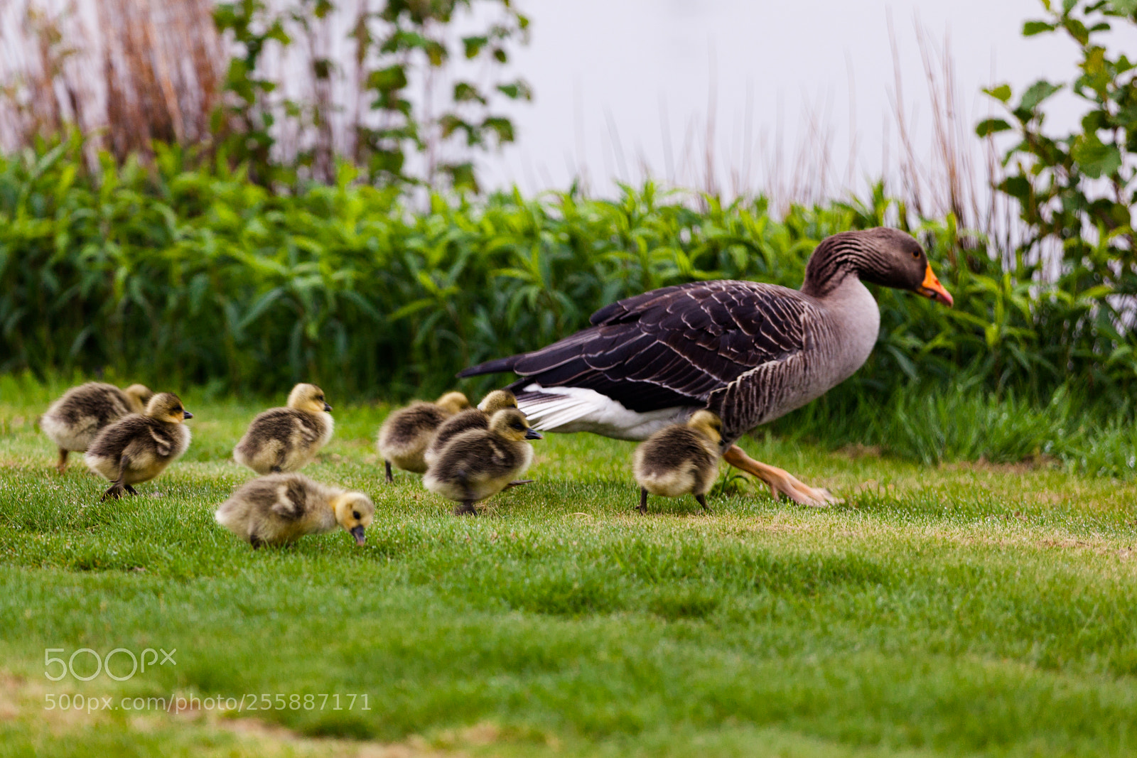 Canon EOS 5D Mark II sample photo. Ducks photography