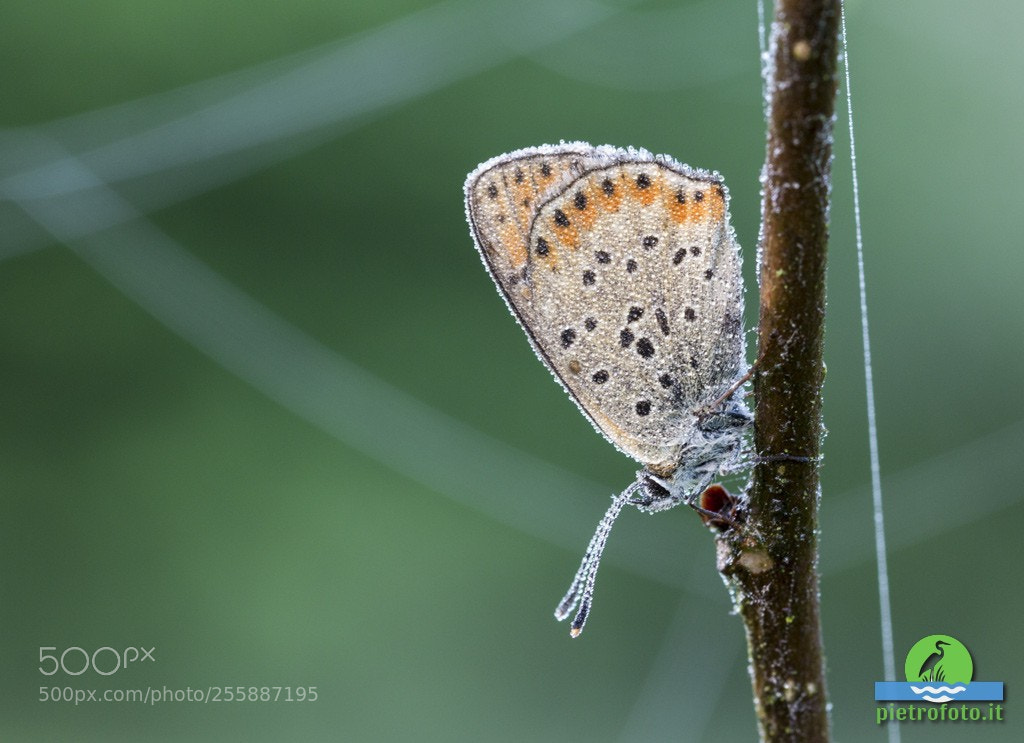 Canon EOS 70D sample photo. Lycaena tytirus photography