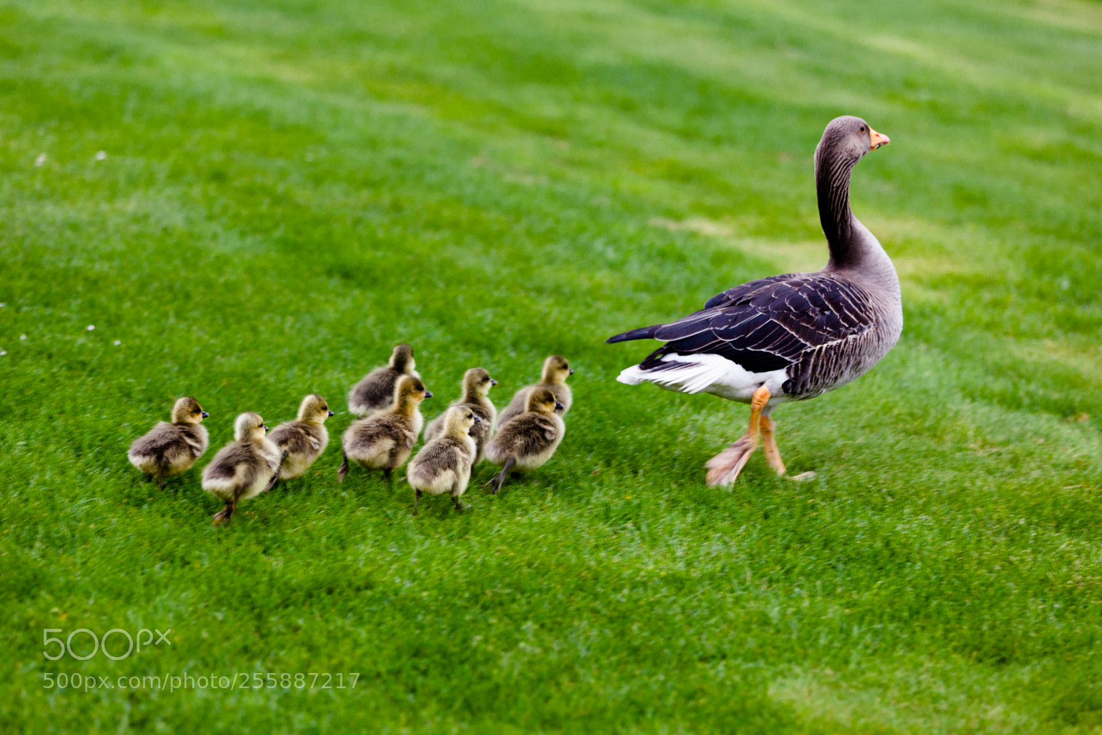 Canon EOS 5D Mark II sample photo. Ducks photography