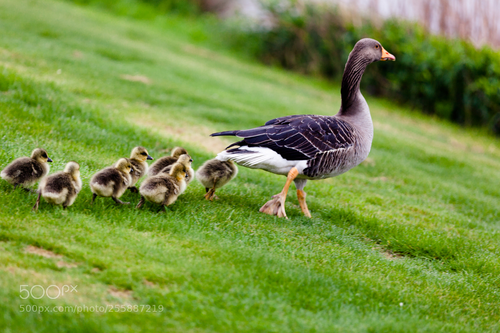 Canon EOS 5D Mark II sample photo. Ducks photography