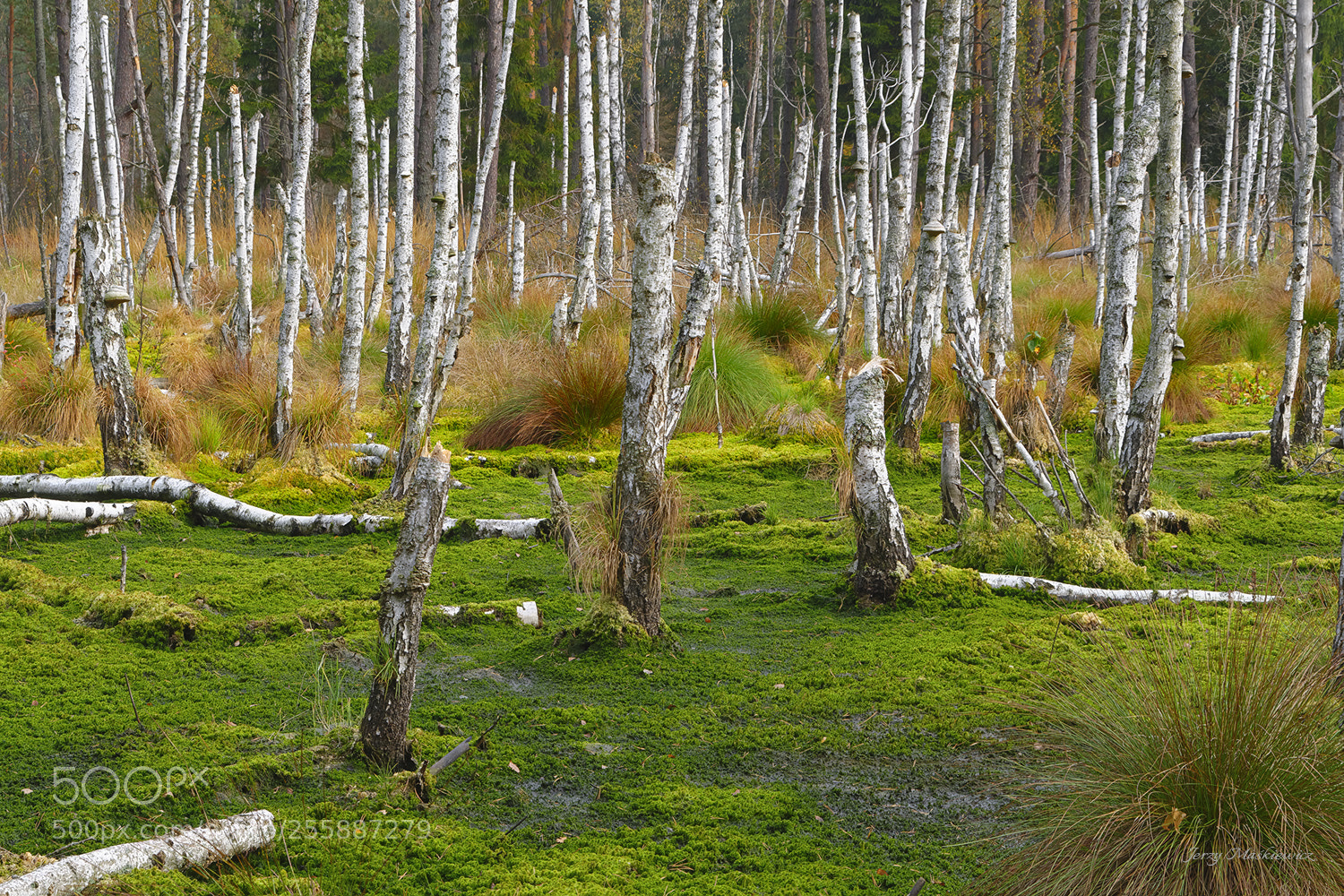 Nikon D7000 sample photo. On the swamp photography