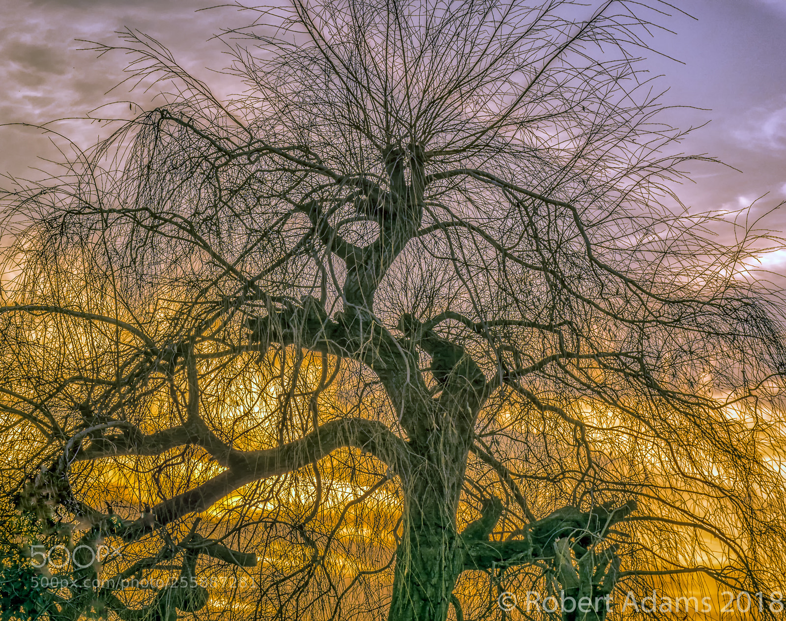 Nikon D7100 sample photo. December willow photography